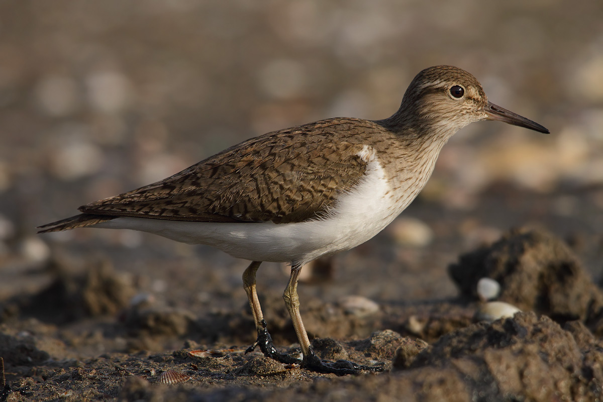 Common Sandpiper