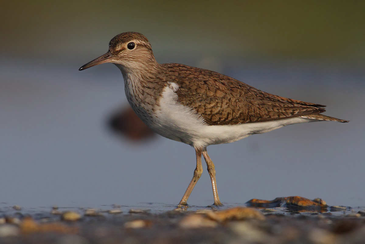 Common Sandpiper