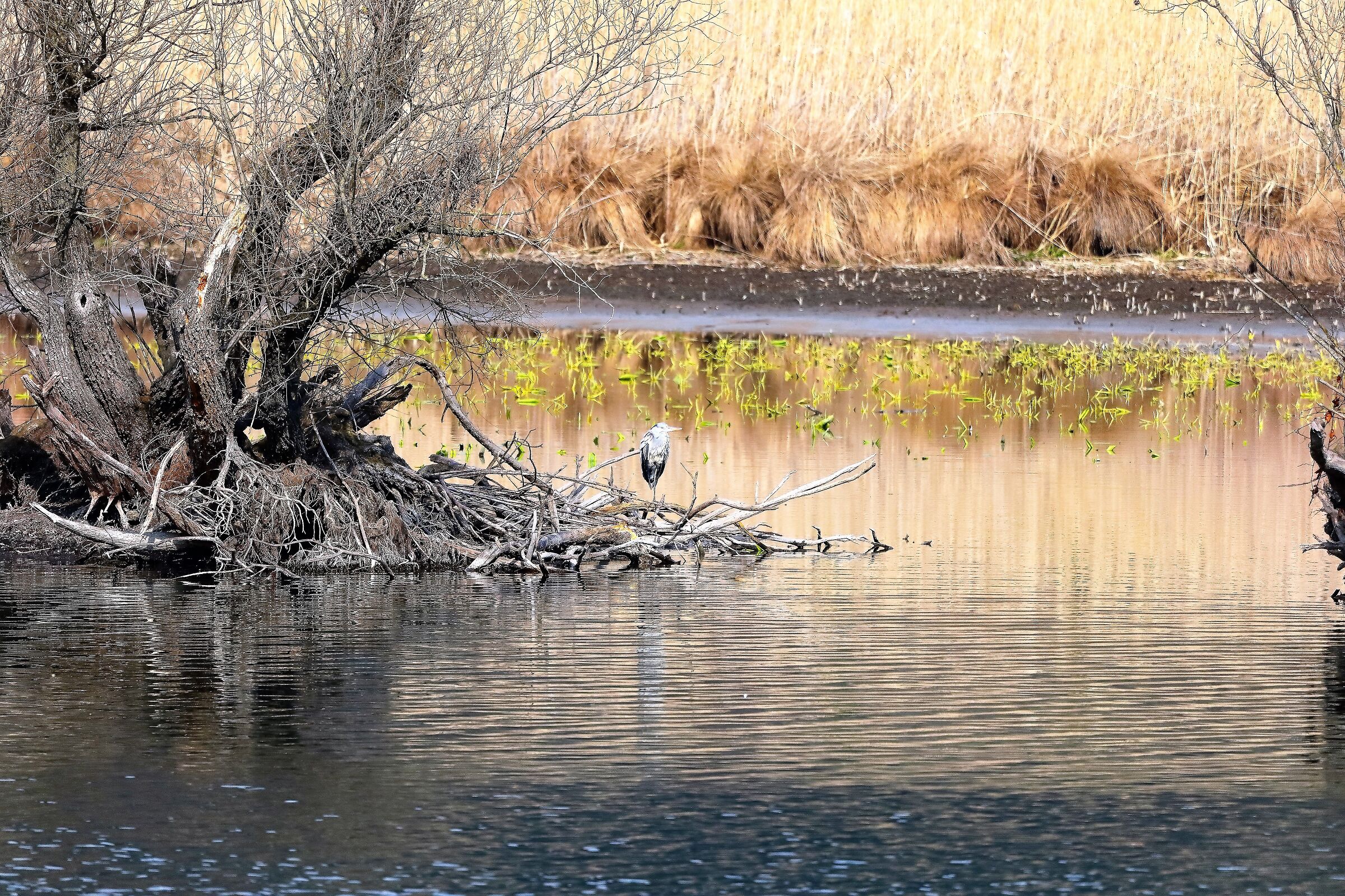 La palude 13-03-2023