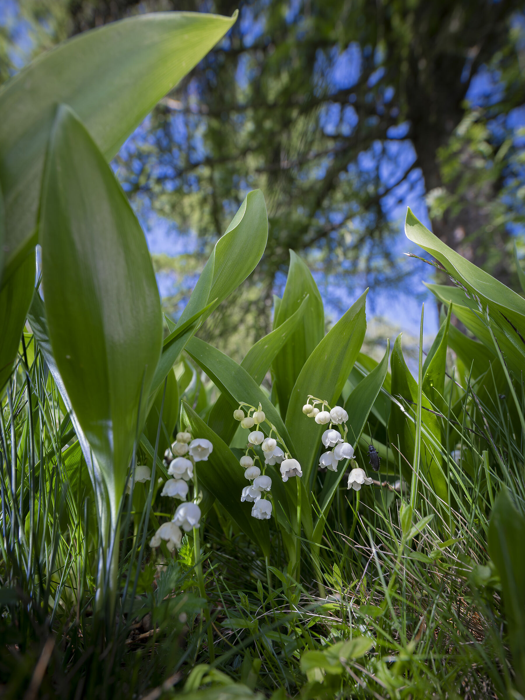 Lilies of the valley