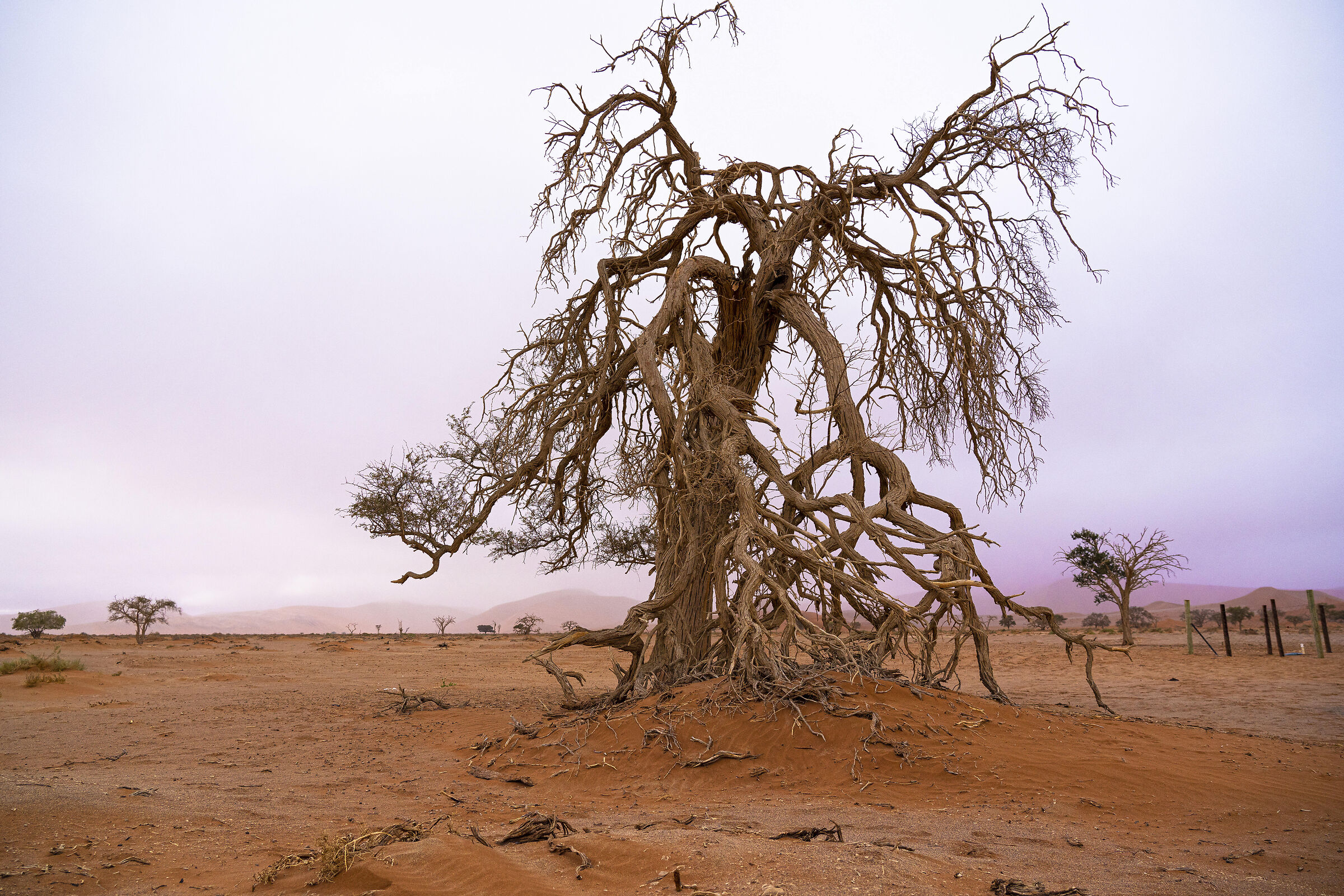 Sculture della natura. Namibia