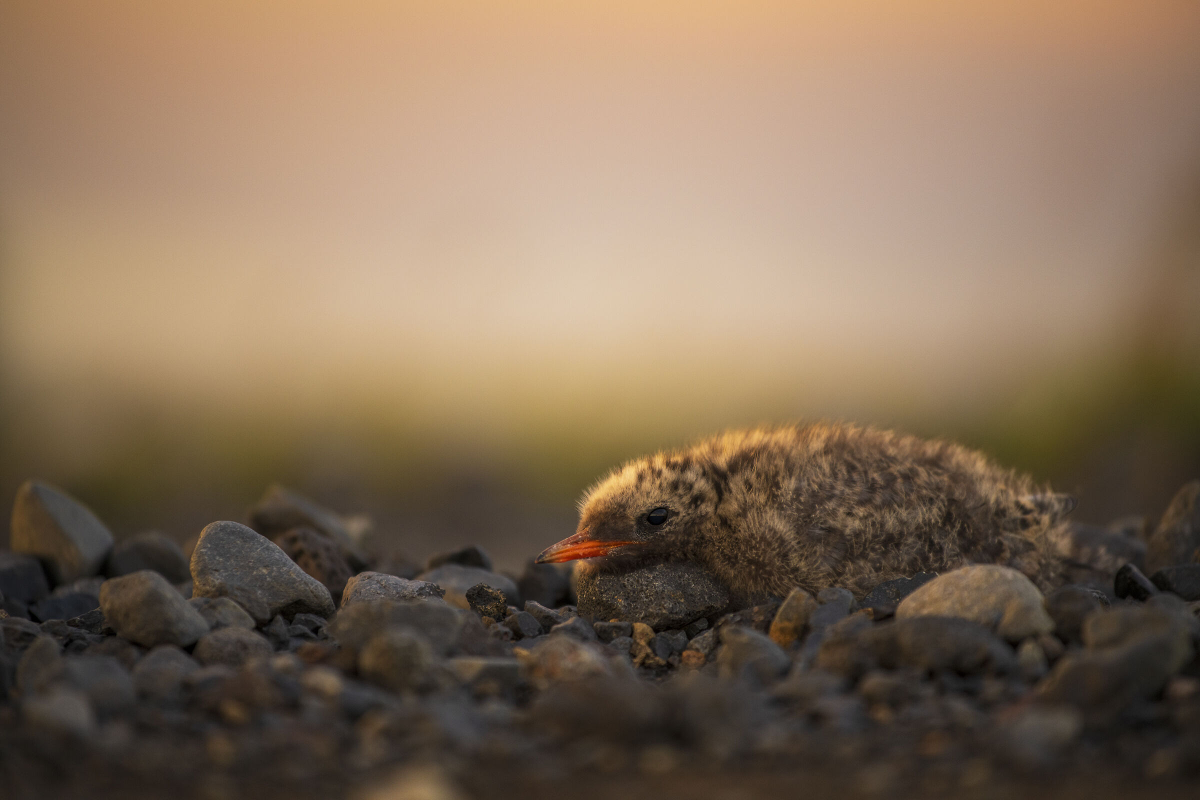 Arctic tern