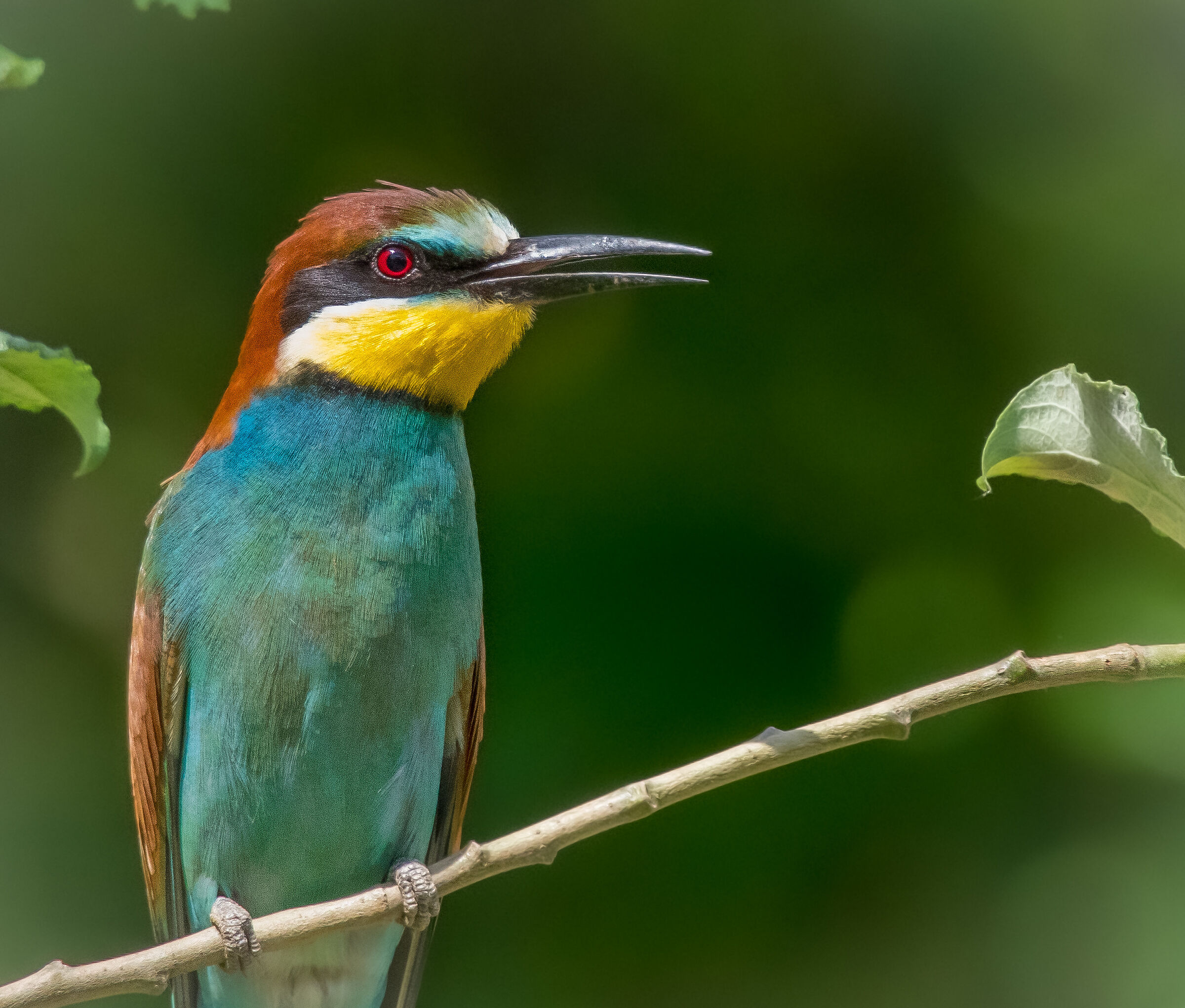 Bee-eater