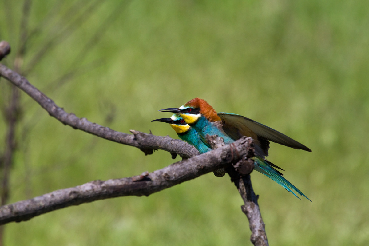 the first bee-eaters of 2013