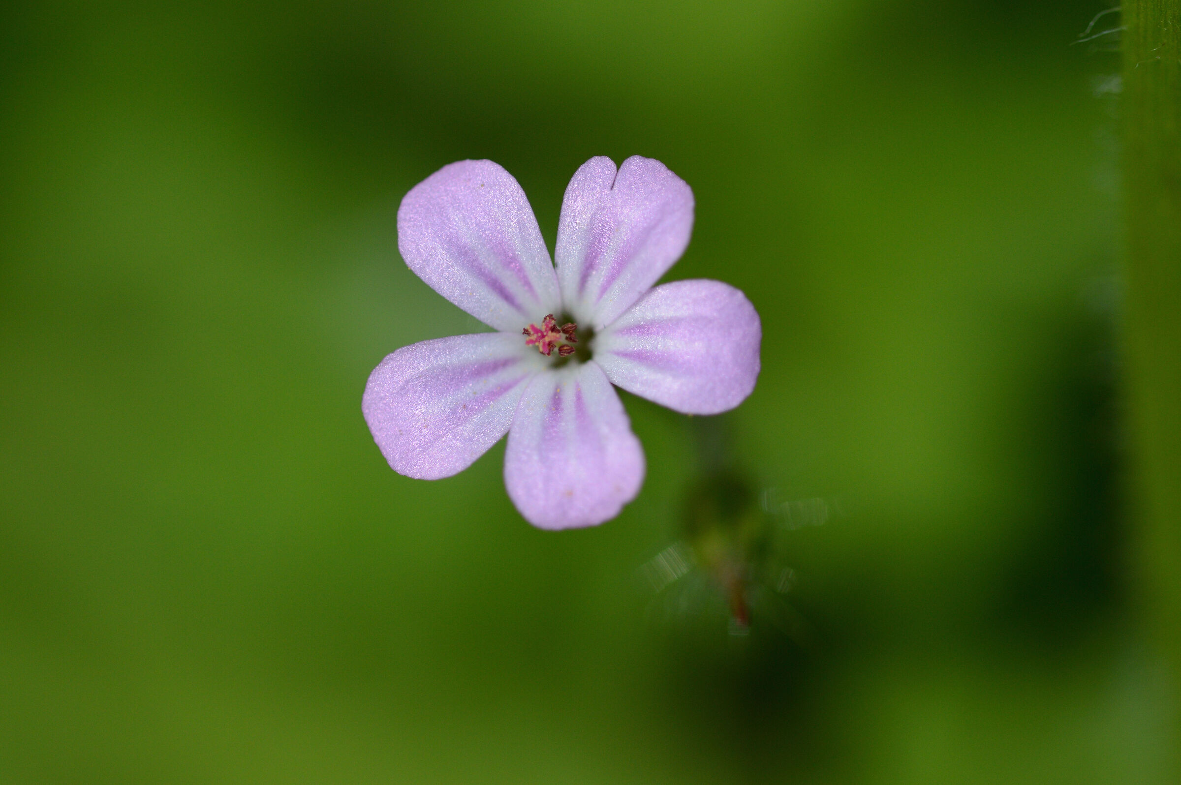 Geranium