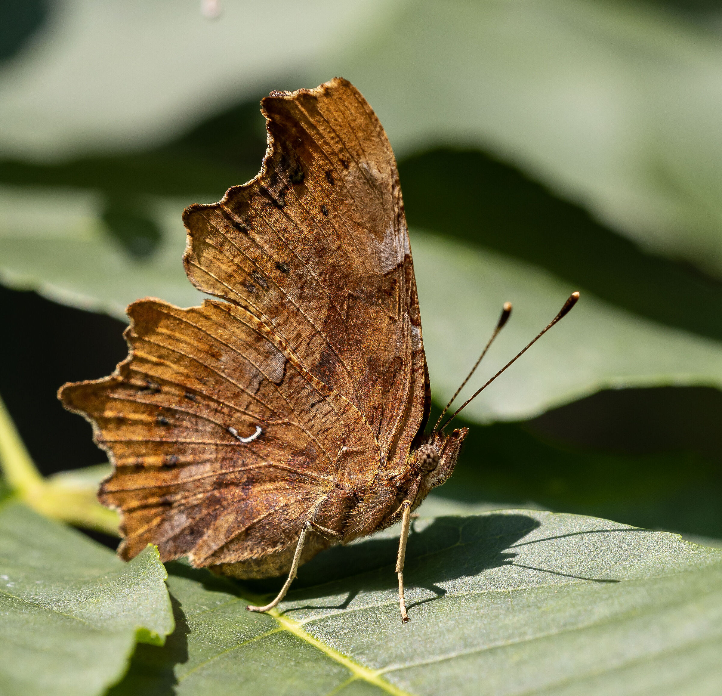 Polygonia