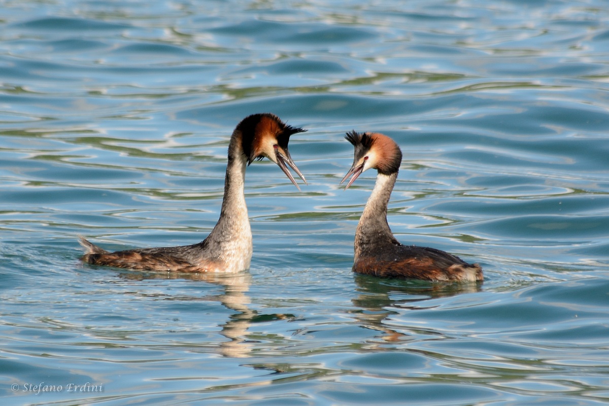 Coppia di Svassi Maggiori