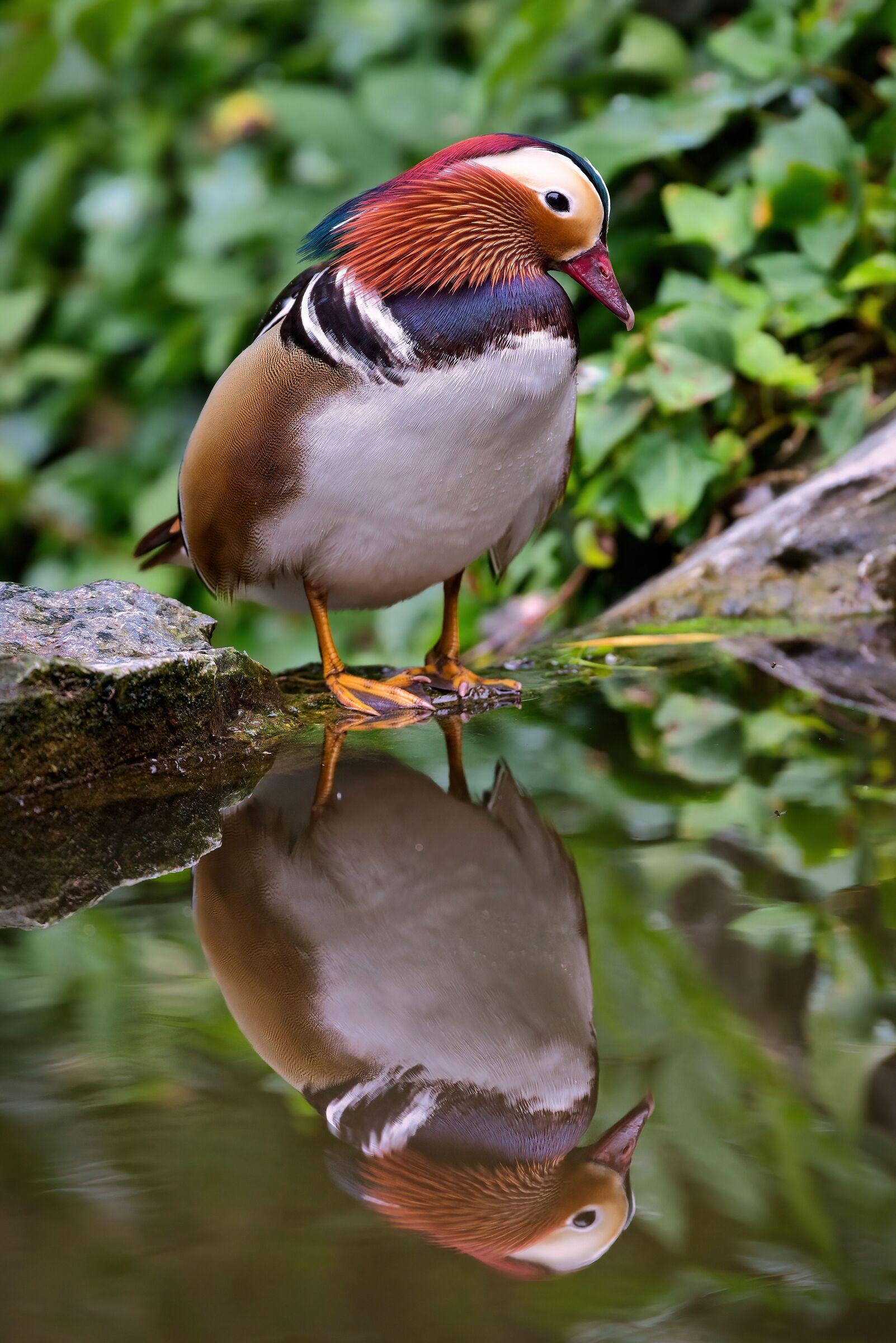 Narcissus (Aix galericulata)