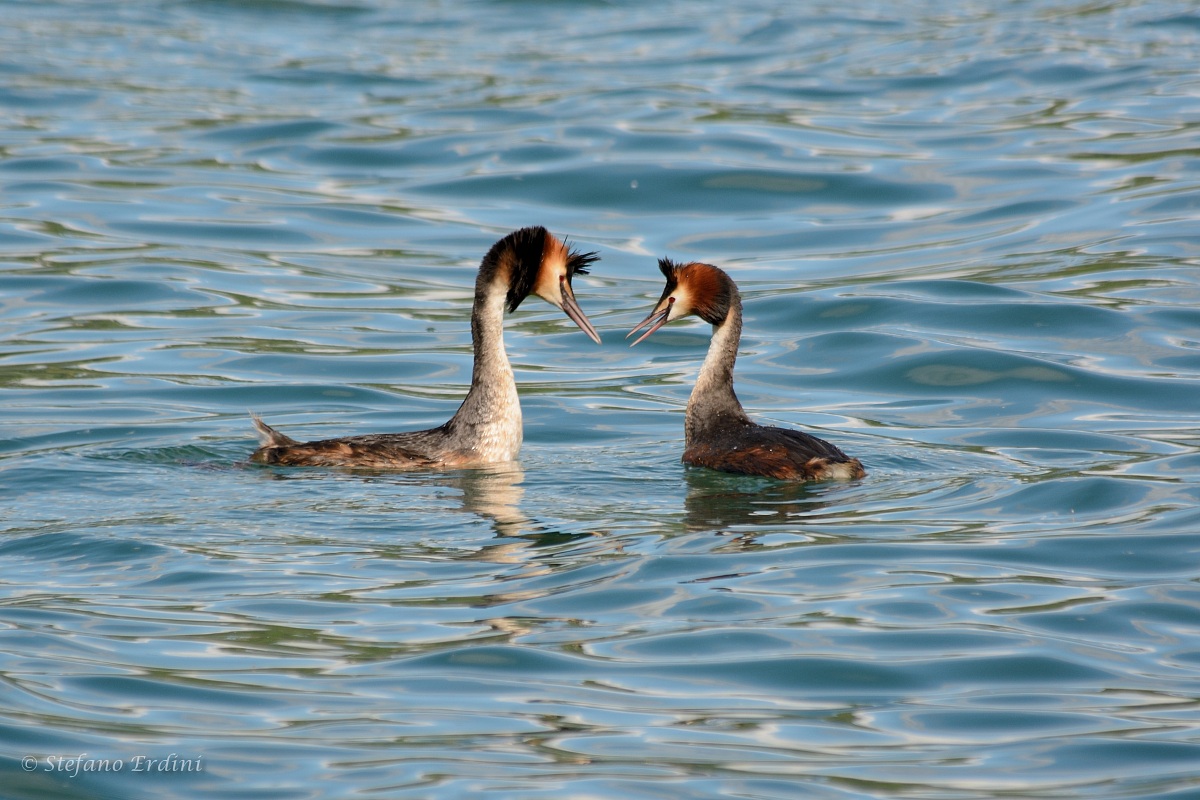 Coppia di Svassi Maggiori