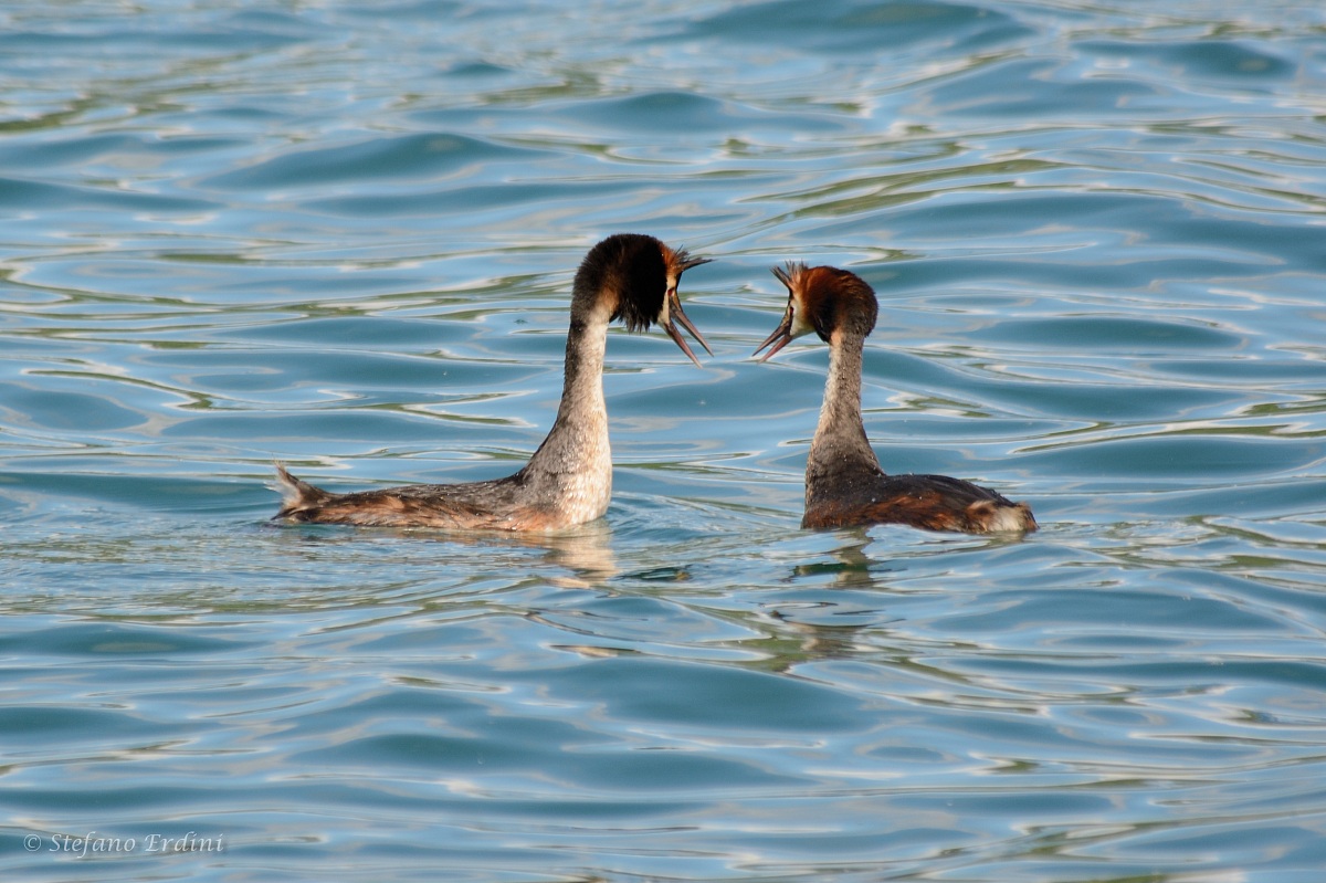 Coppia di Svassi Maggiori