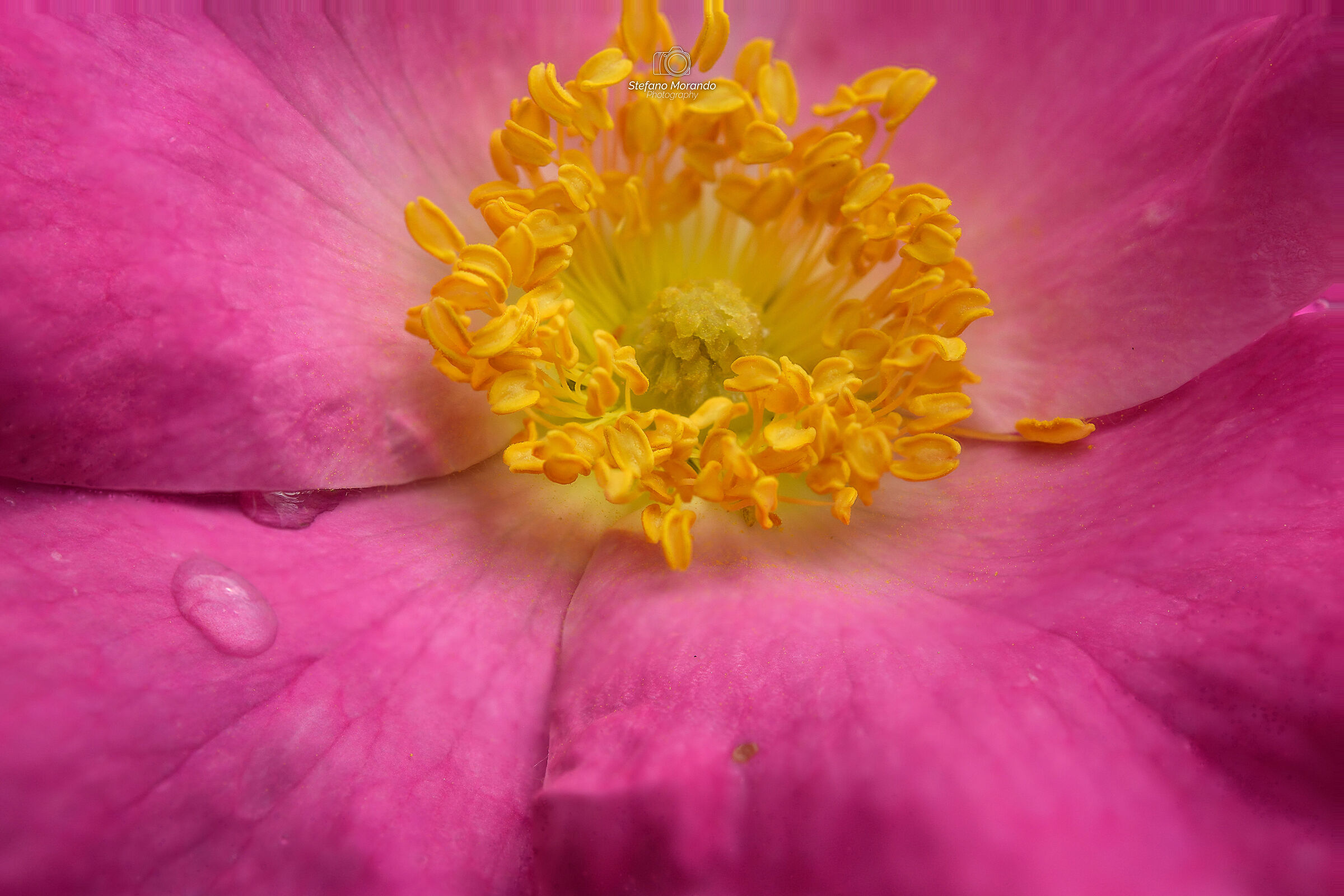 Inside a wild rose