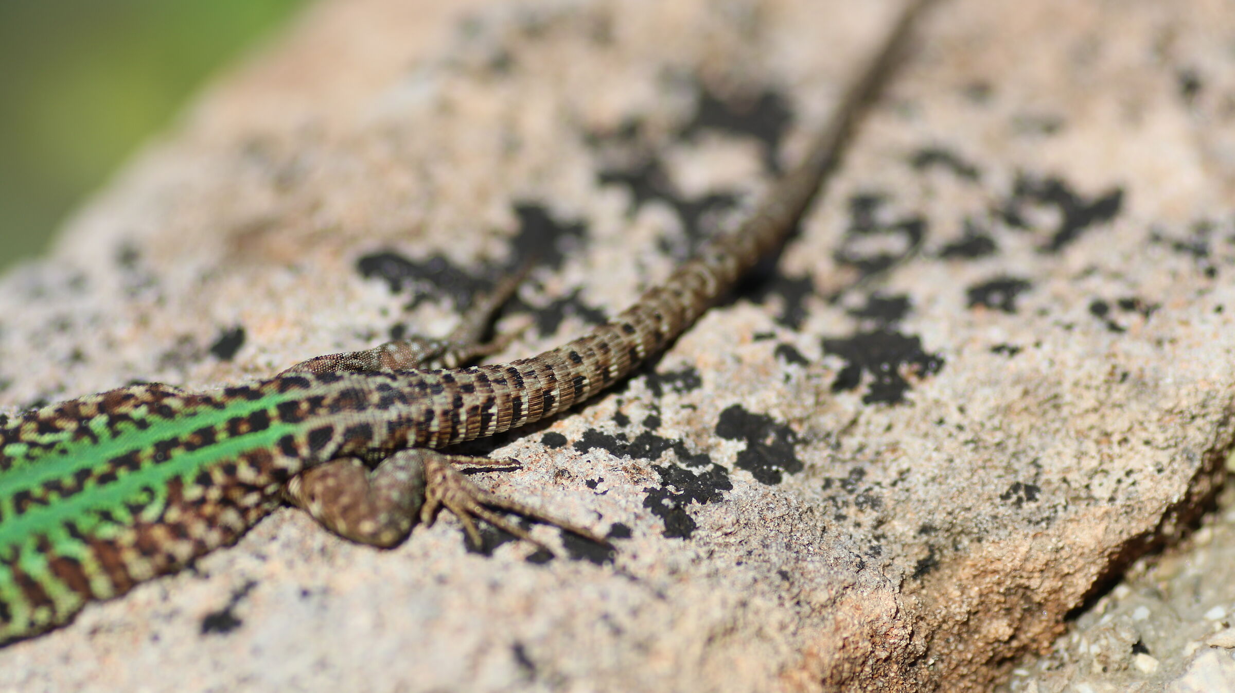 @ F. 2.5 ,  " Crop 216 ", Canon 135 F.2 L Usm, 80 ...