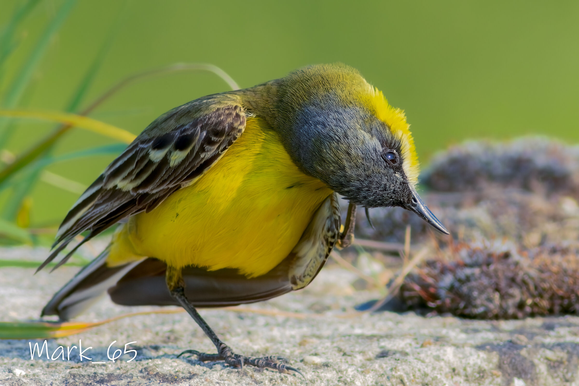 wagtail