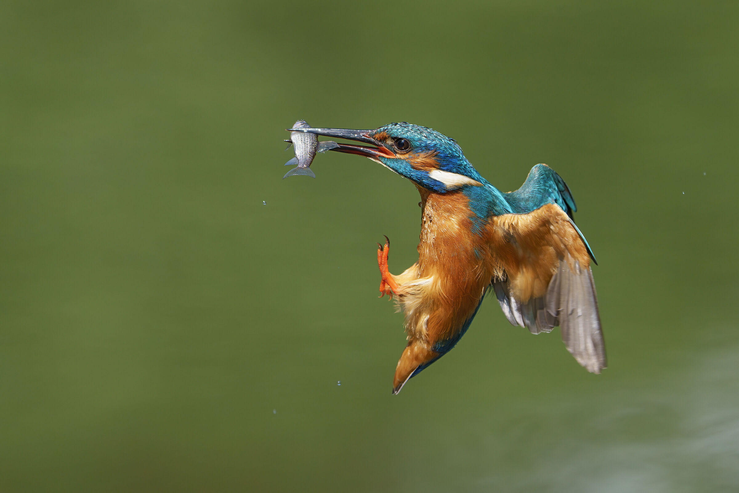 Ready to land