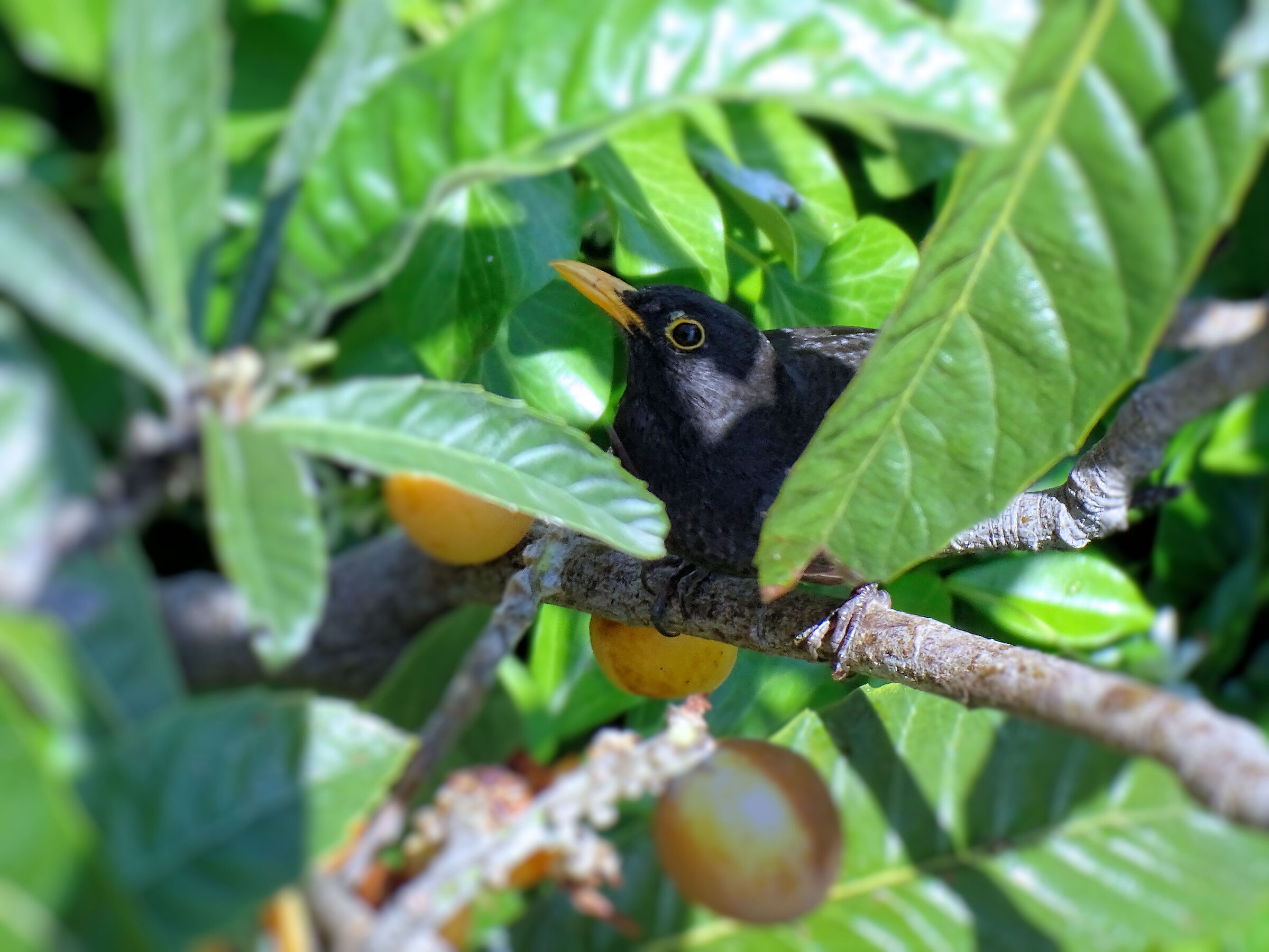 Blackbird on the Medlar