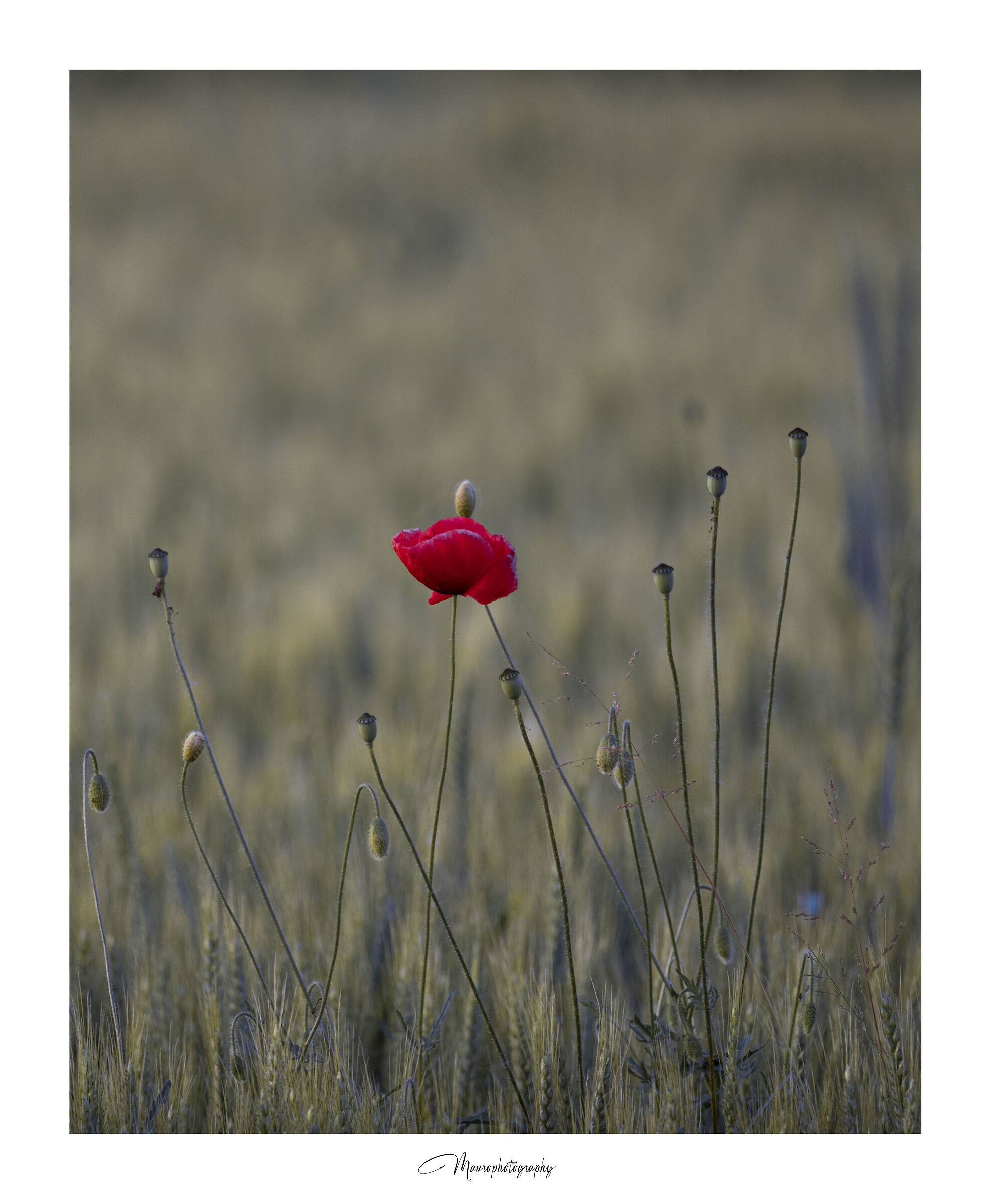 poppy