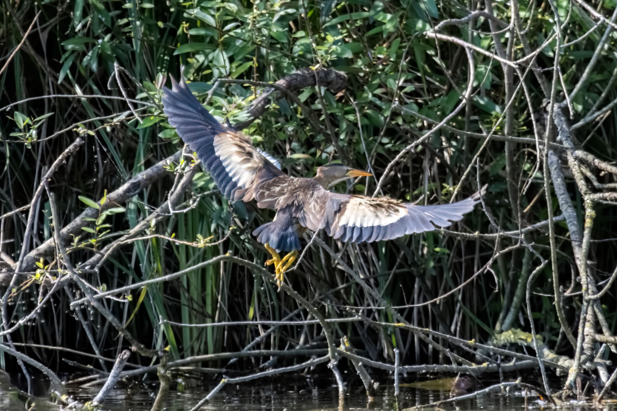 Little bittern
