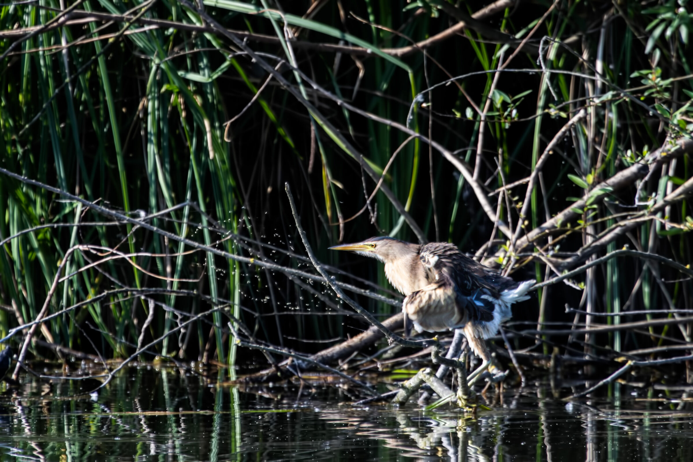 Little bittern