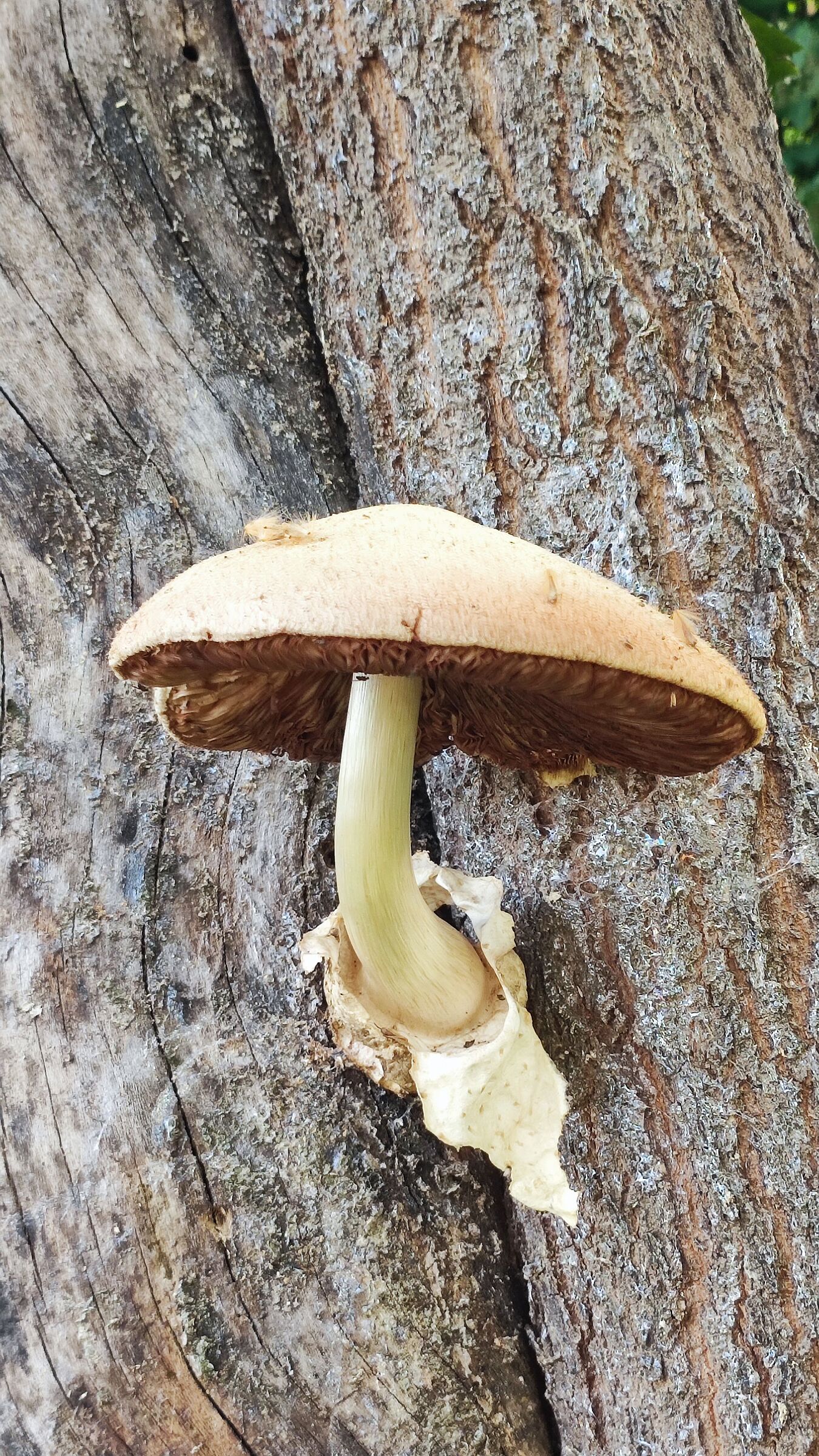 Fungo sull'albero