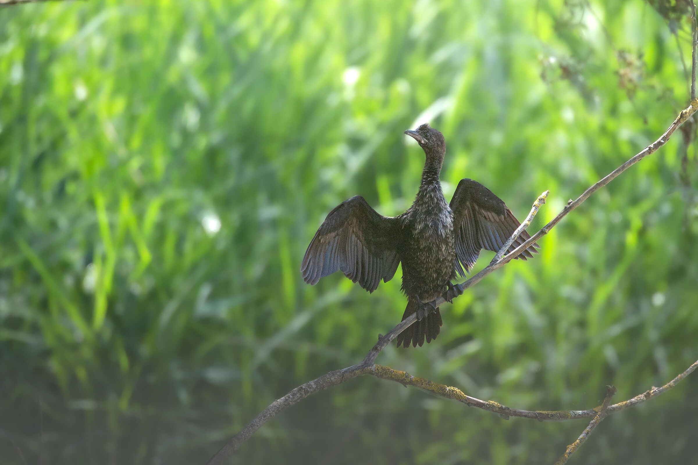 Marangone in asciugatura