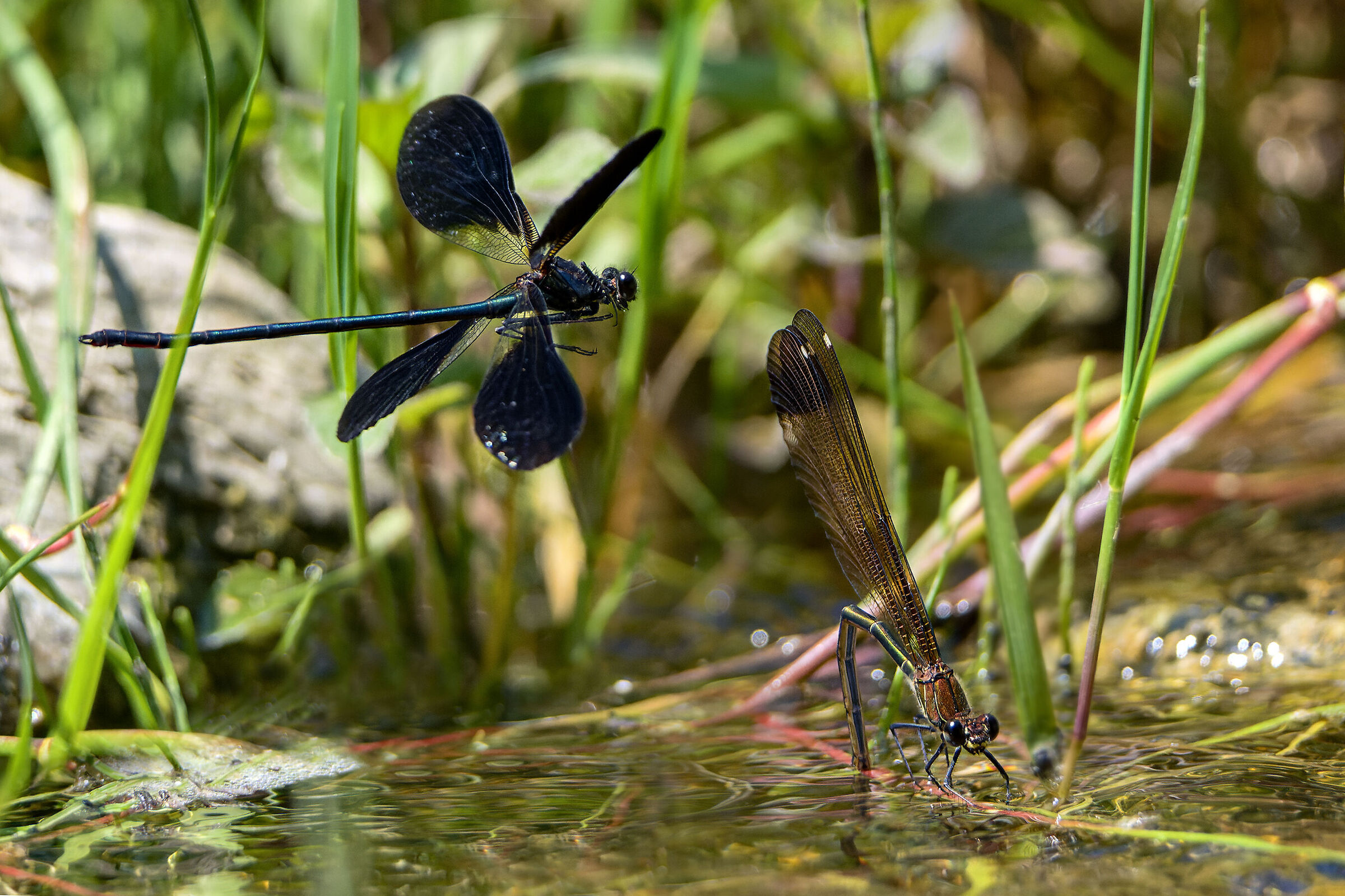 Calopteryx haemorroidalis - Deposition