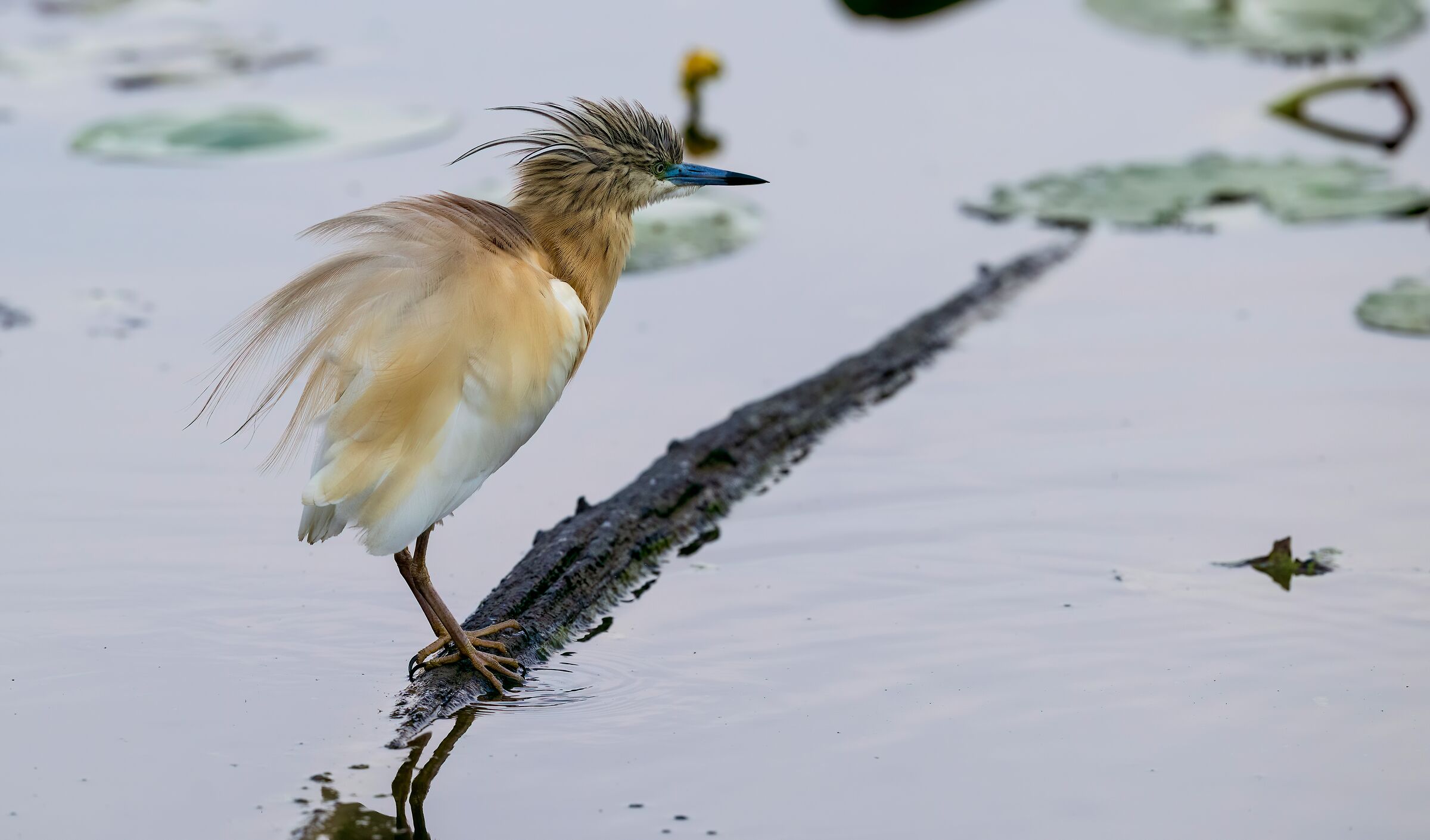 Squacco heron