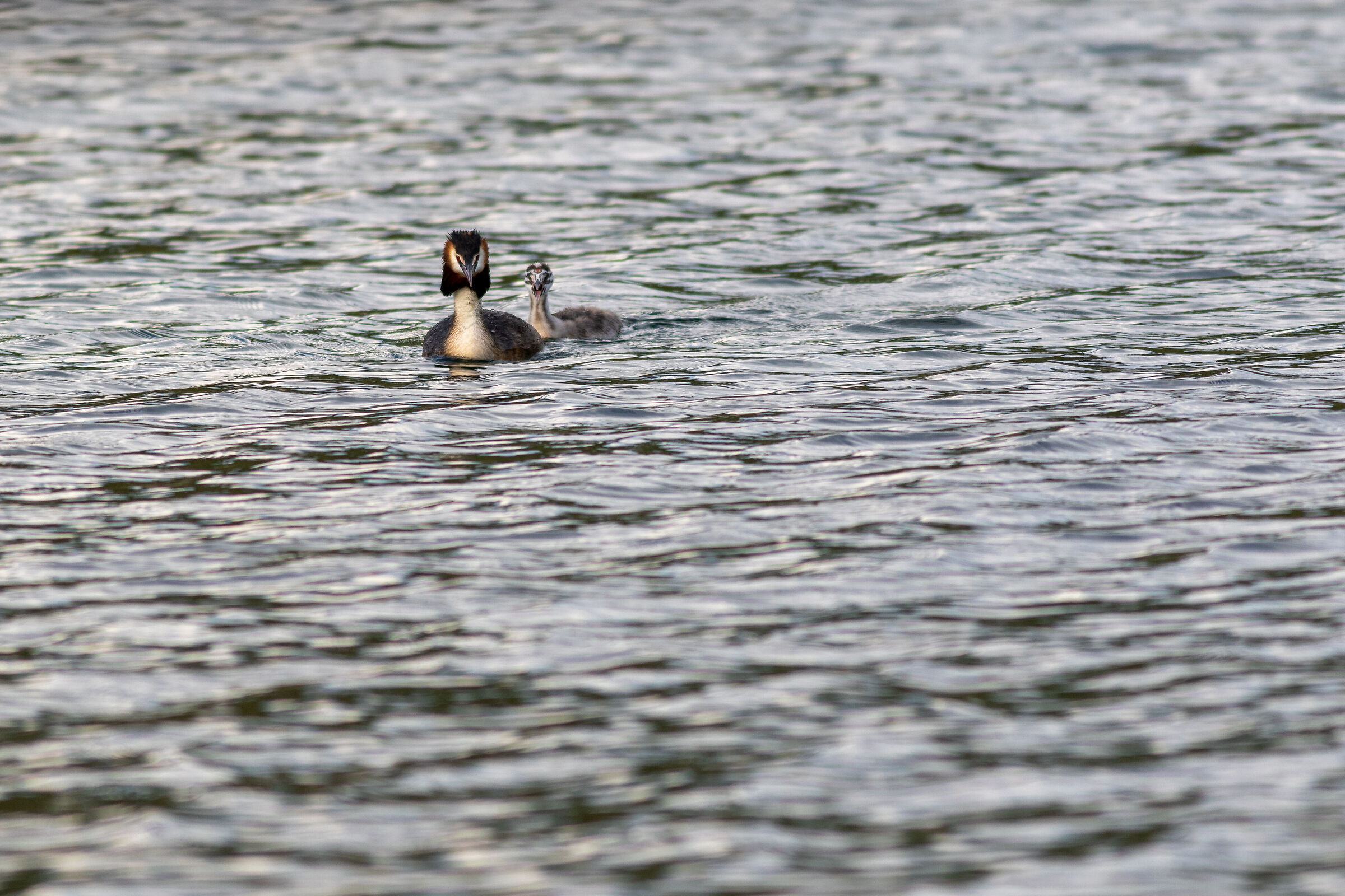 Grebe and pullo