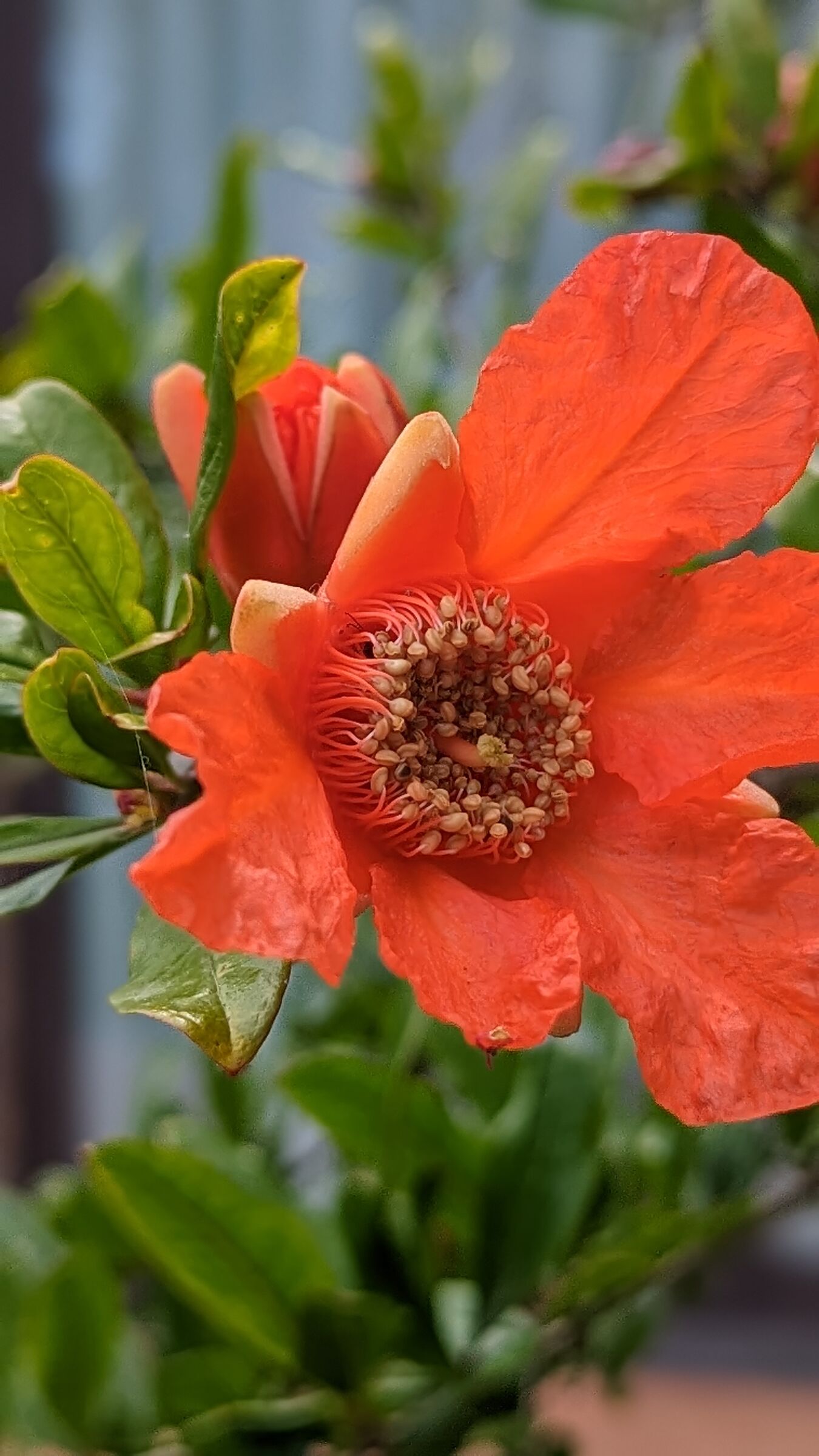 Pomegranate