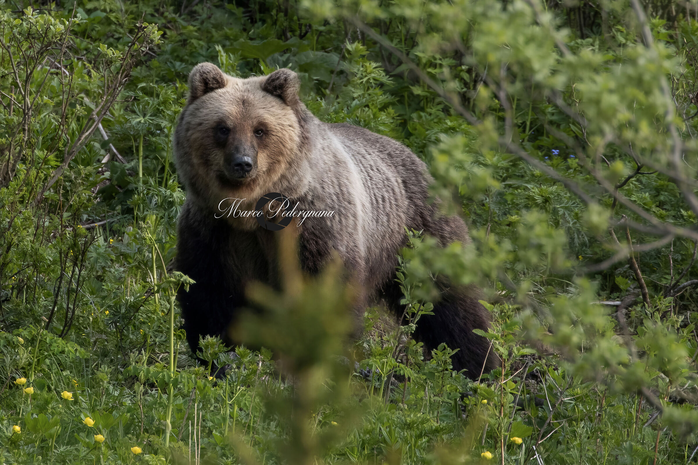 orso bruno- Parco Adamello Brenta