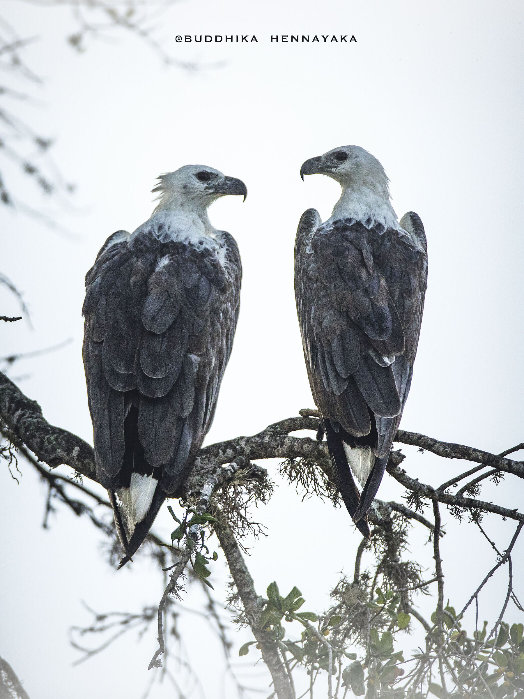 White bellied sea eagle