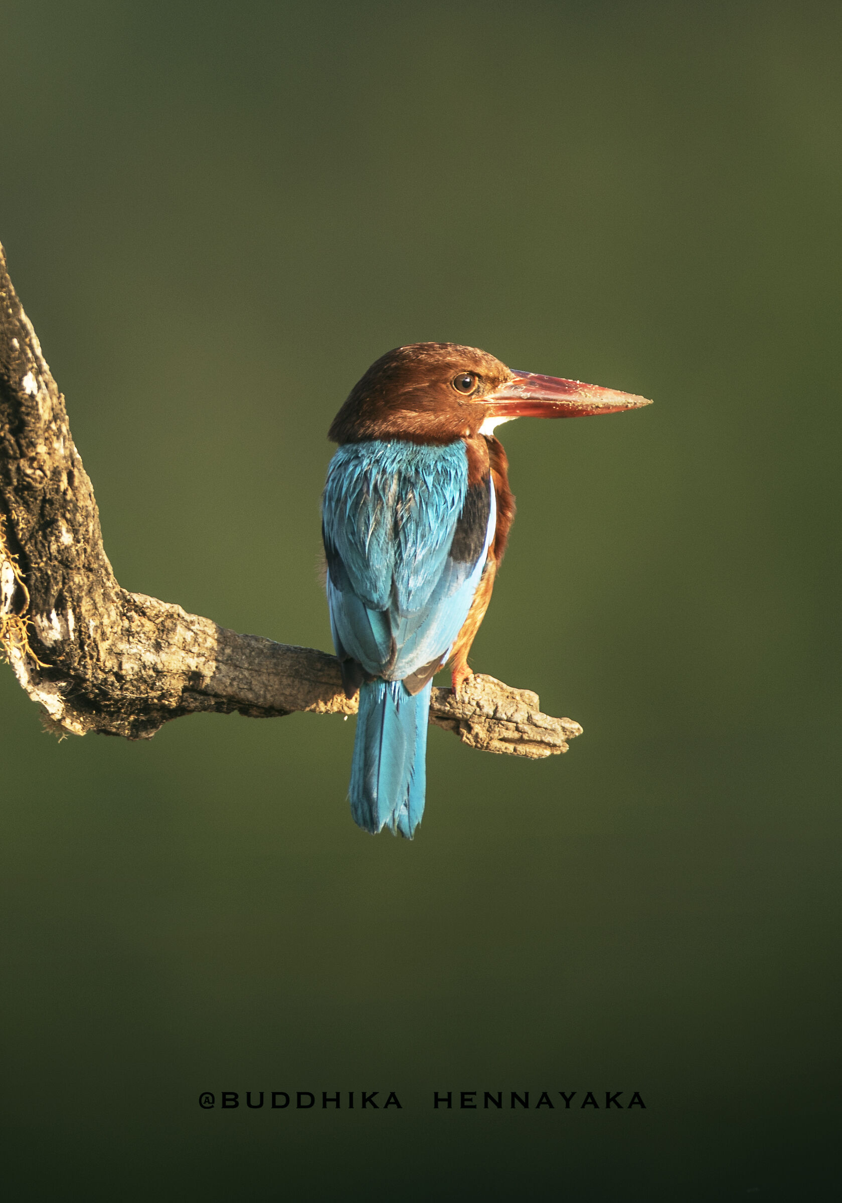 King fisher