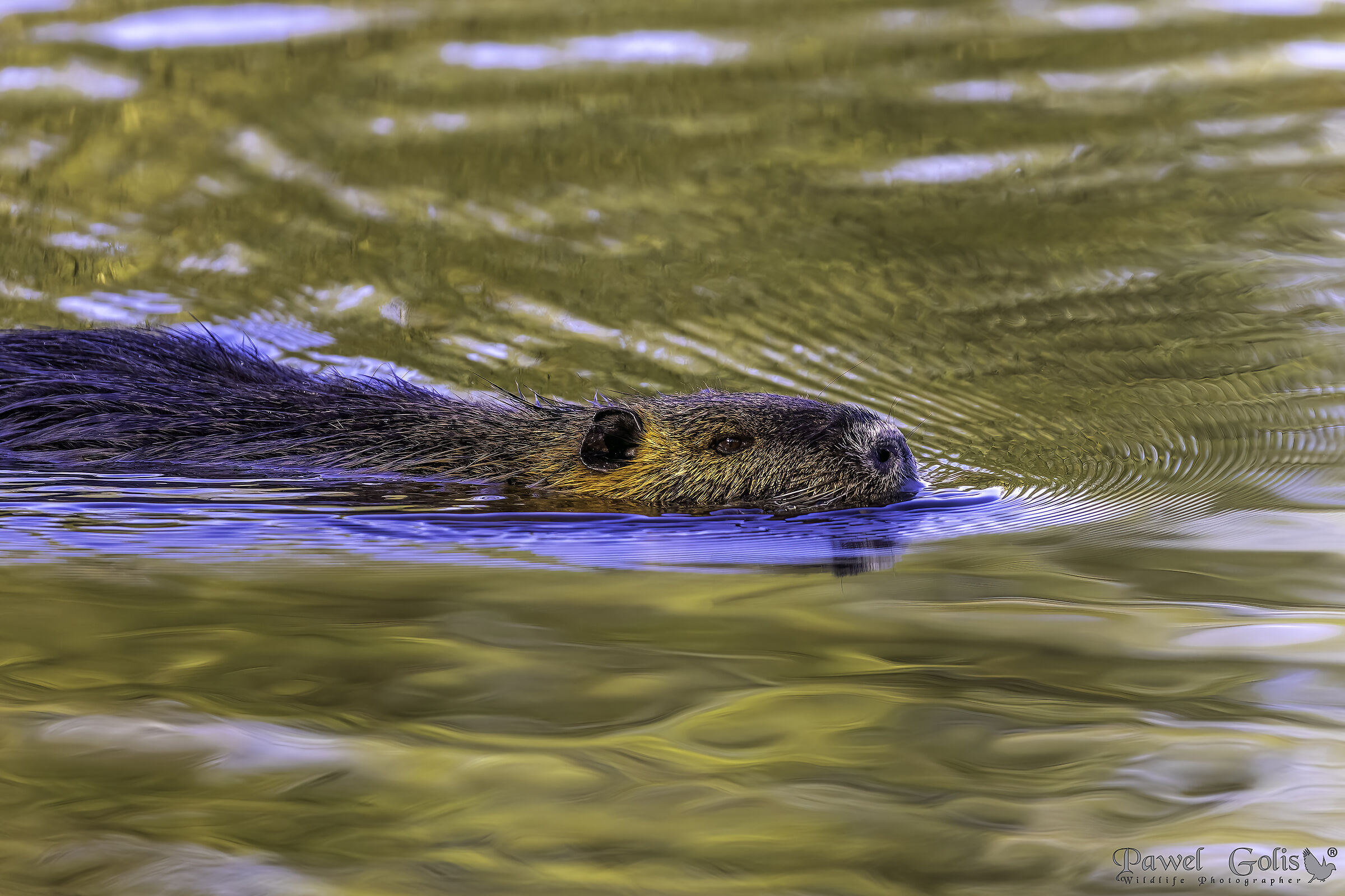 Nutria (Myocastor coypus)