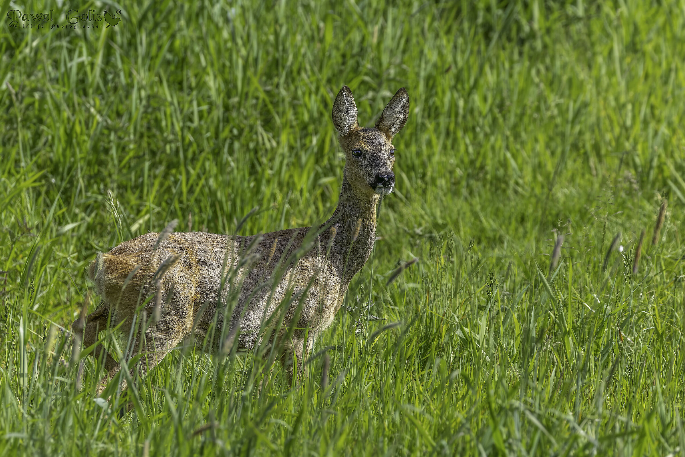 Capriolo (Capreolus capreolus)