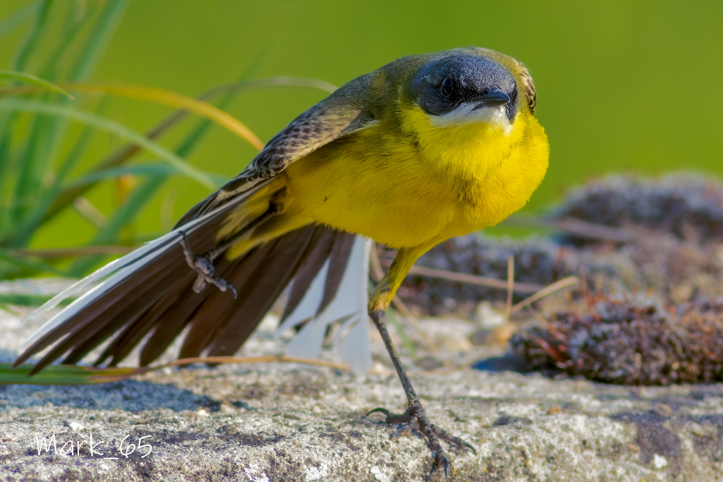 wagtail