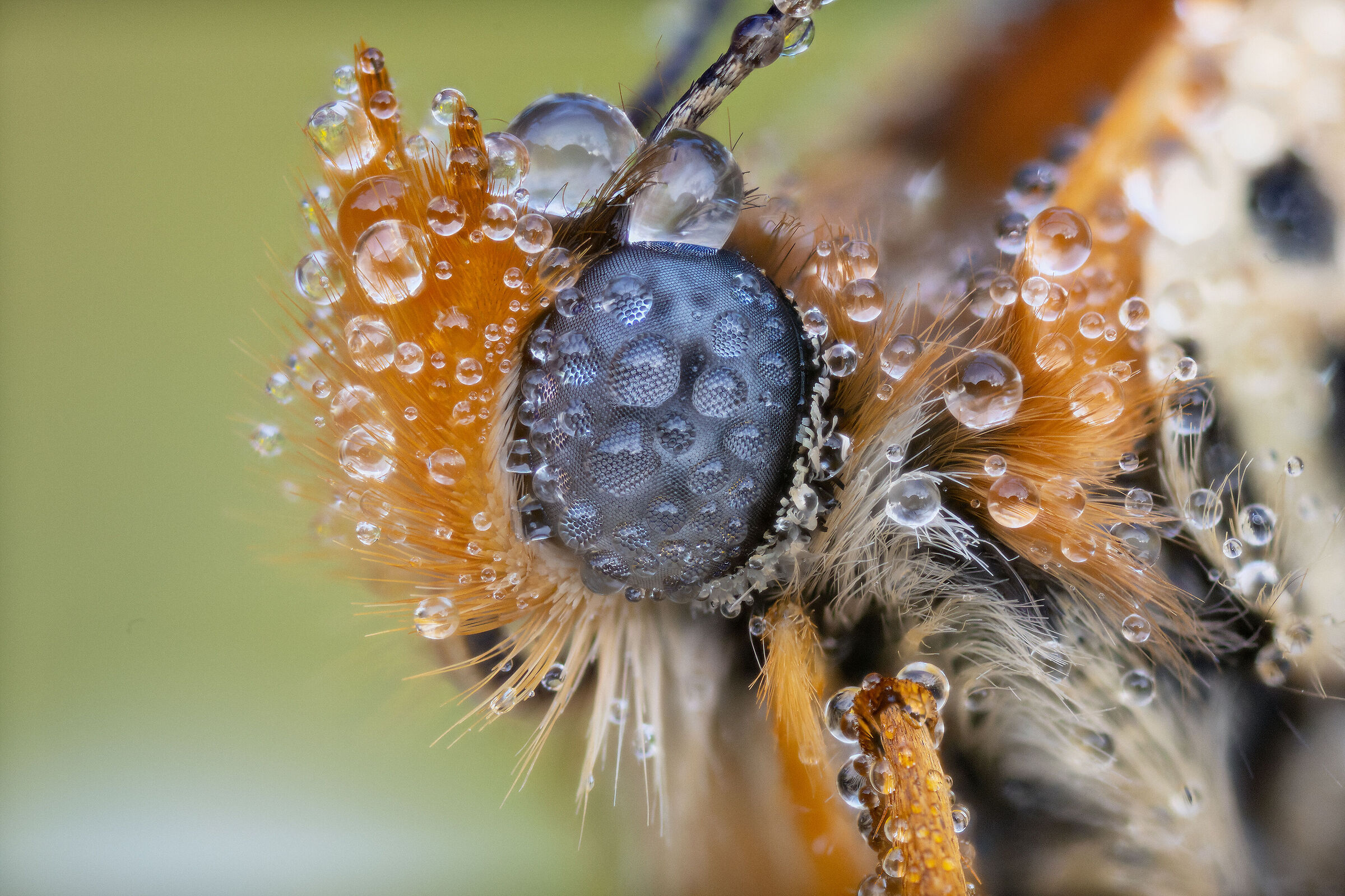 Melitaea didyma