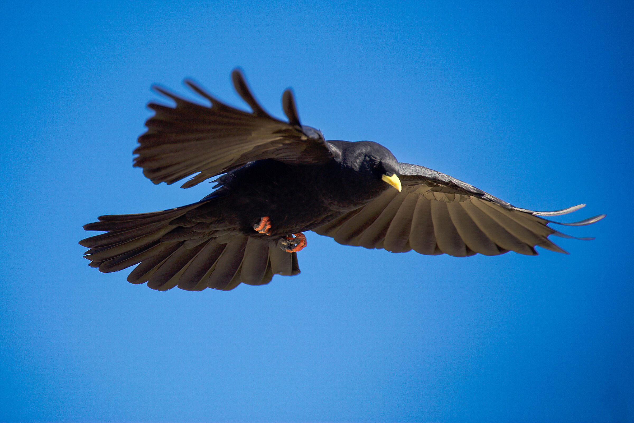 Mount Rite Yellow-billed chough