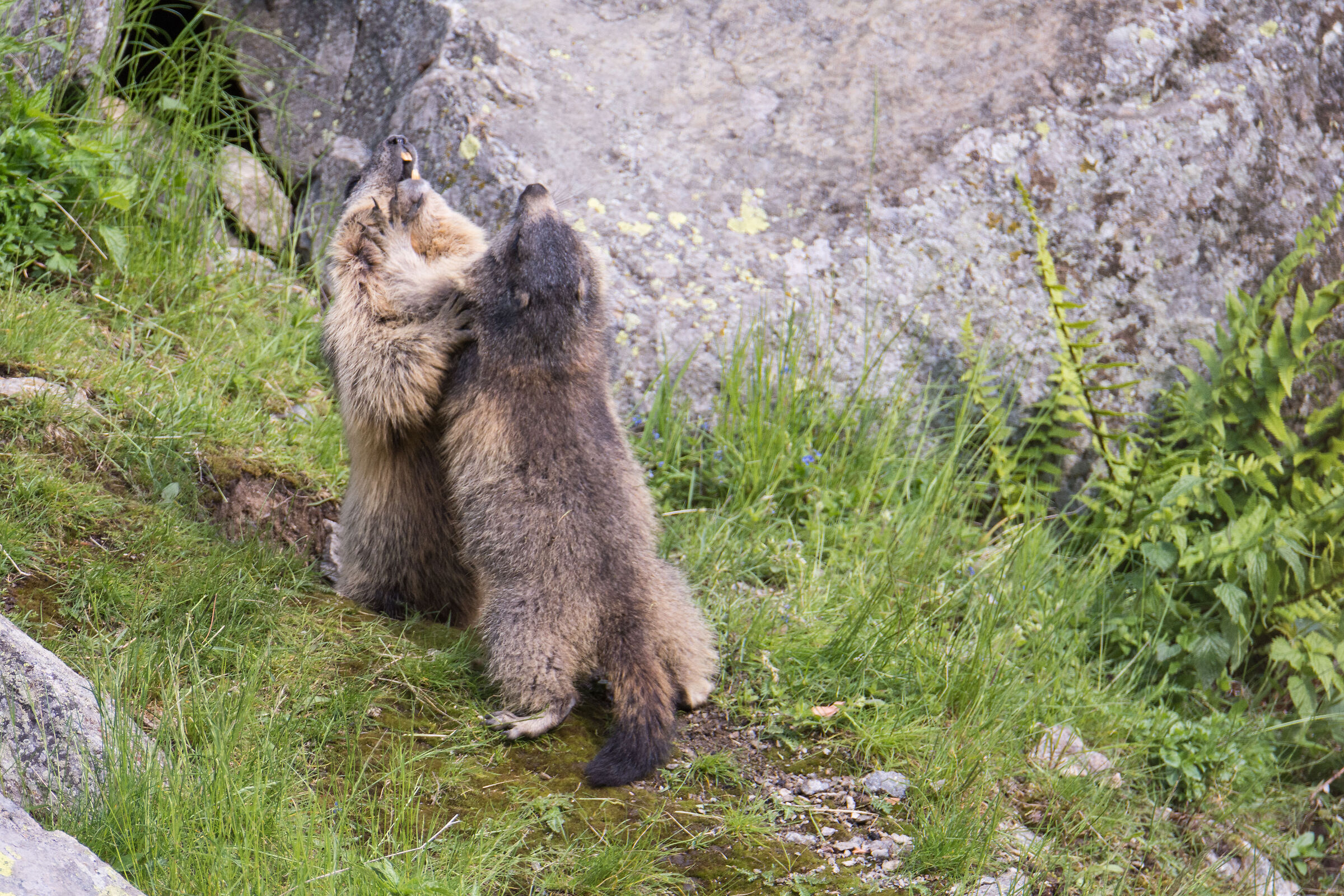Discussioni fra marmotte