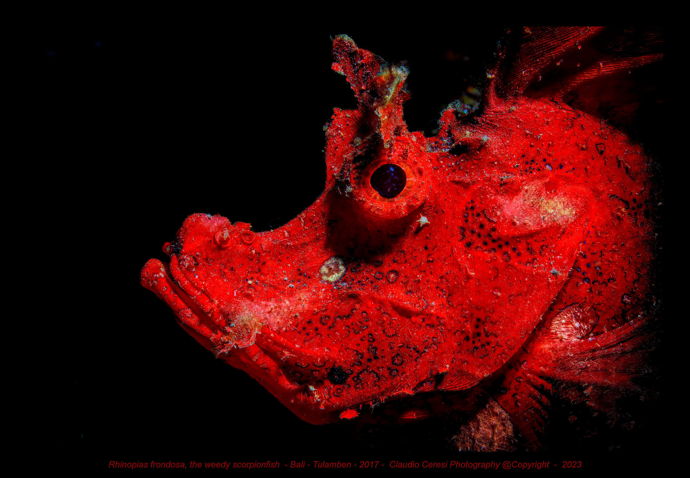 Rhinopias frondosa, the weedy scorpionfish - Bali -