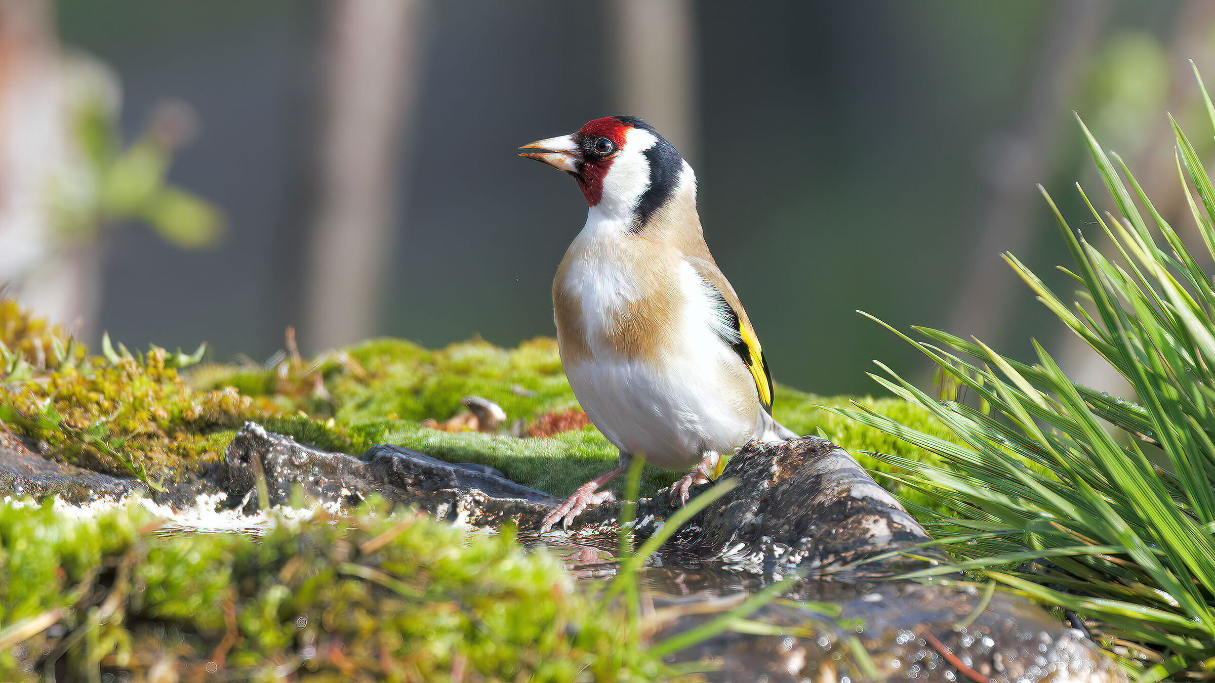 Goldfinch