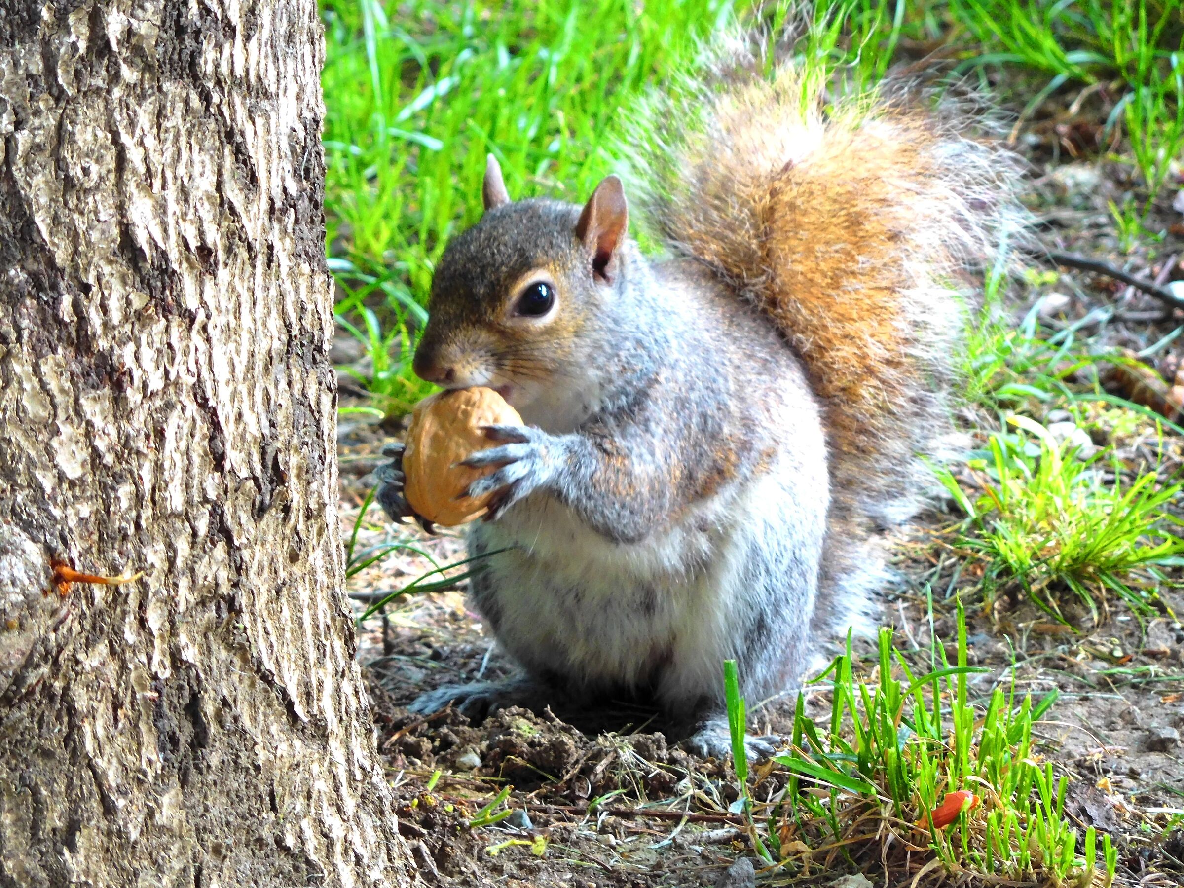 A walnut... a photo...