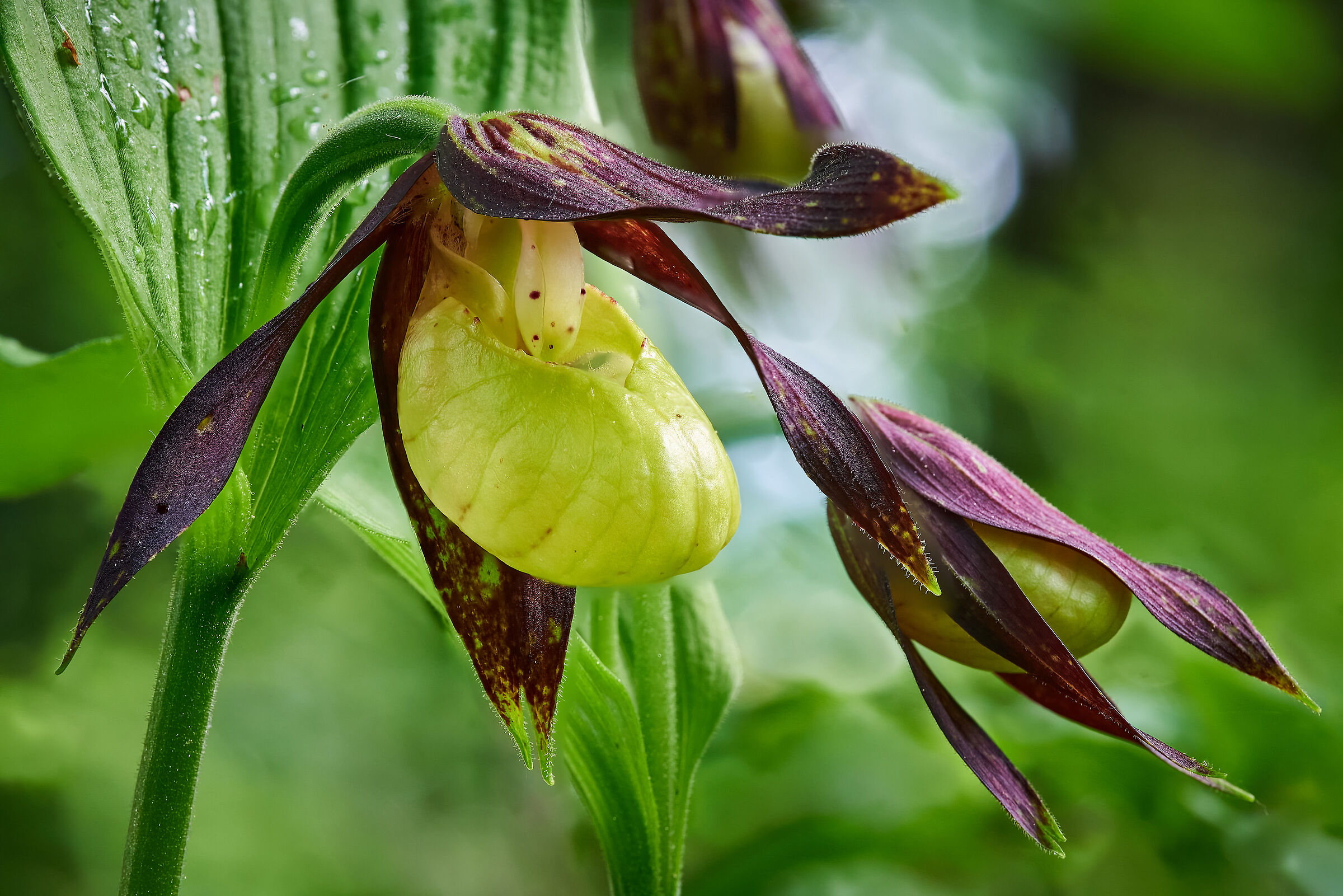 Cypripedium calceolus