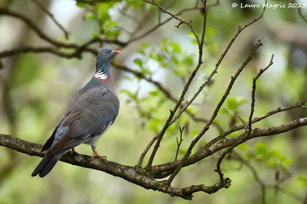 Uno sguardo verso il cielo