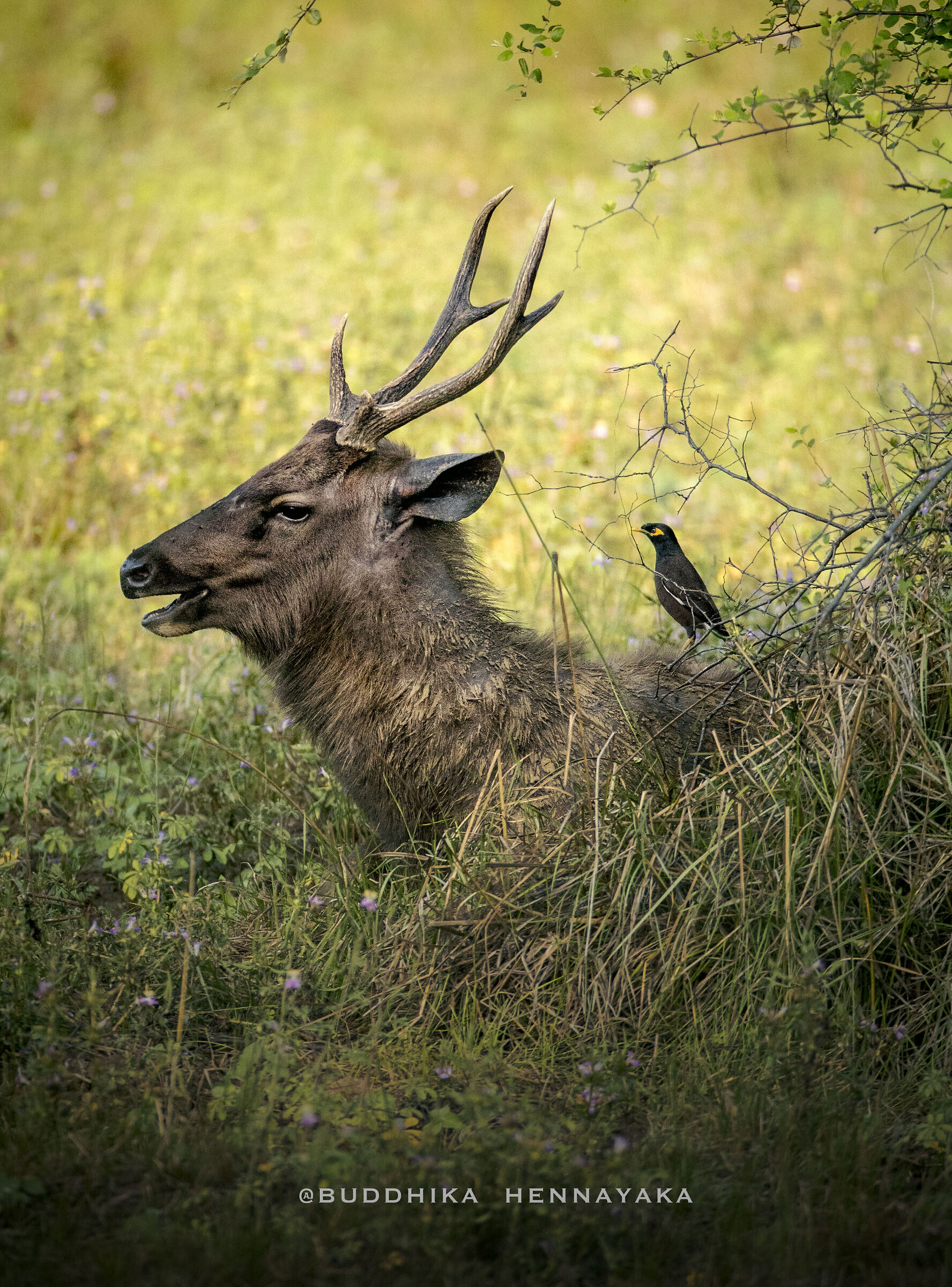 Sri lankan sambar deer
