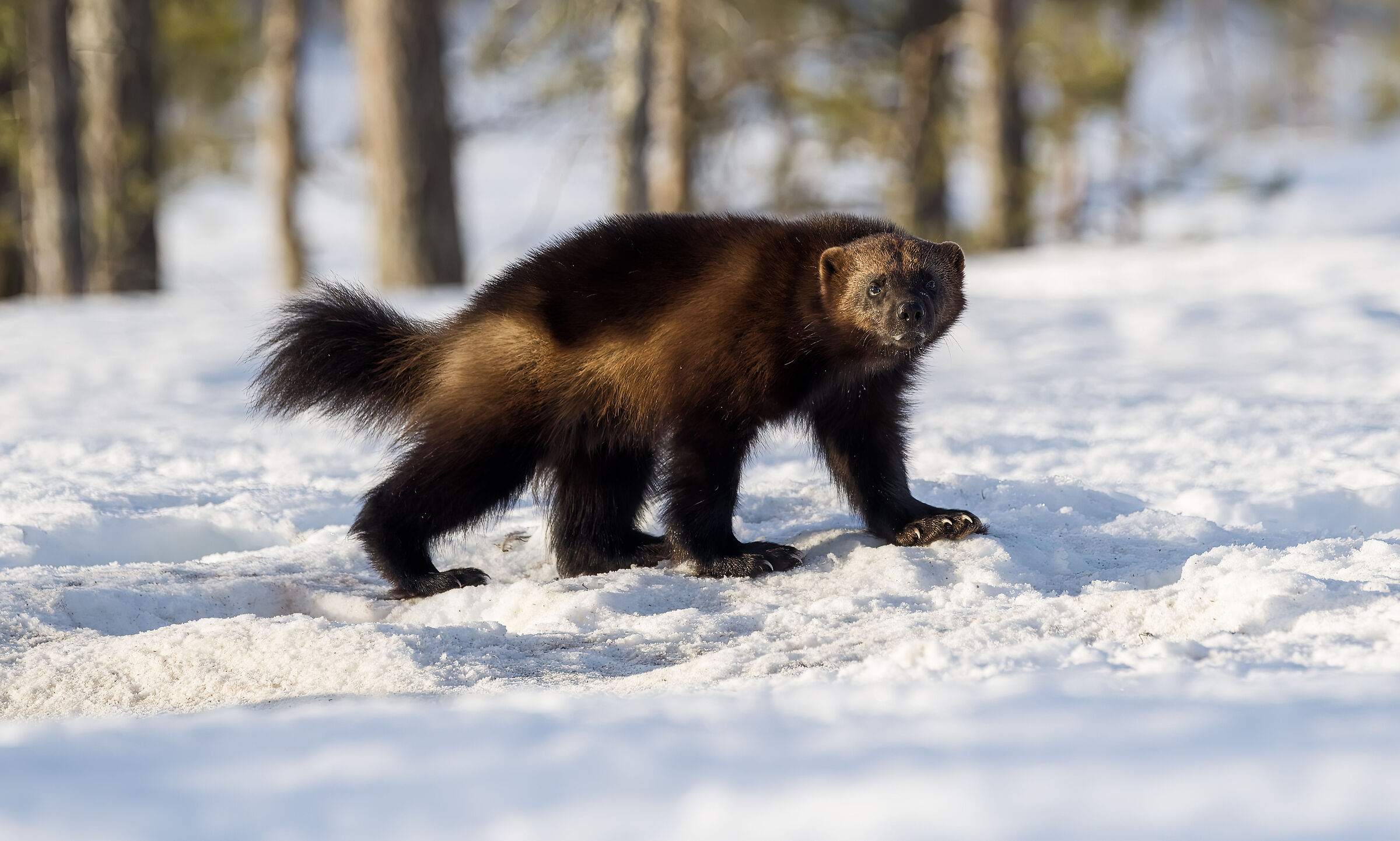 a spasso nella taiga