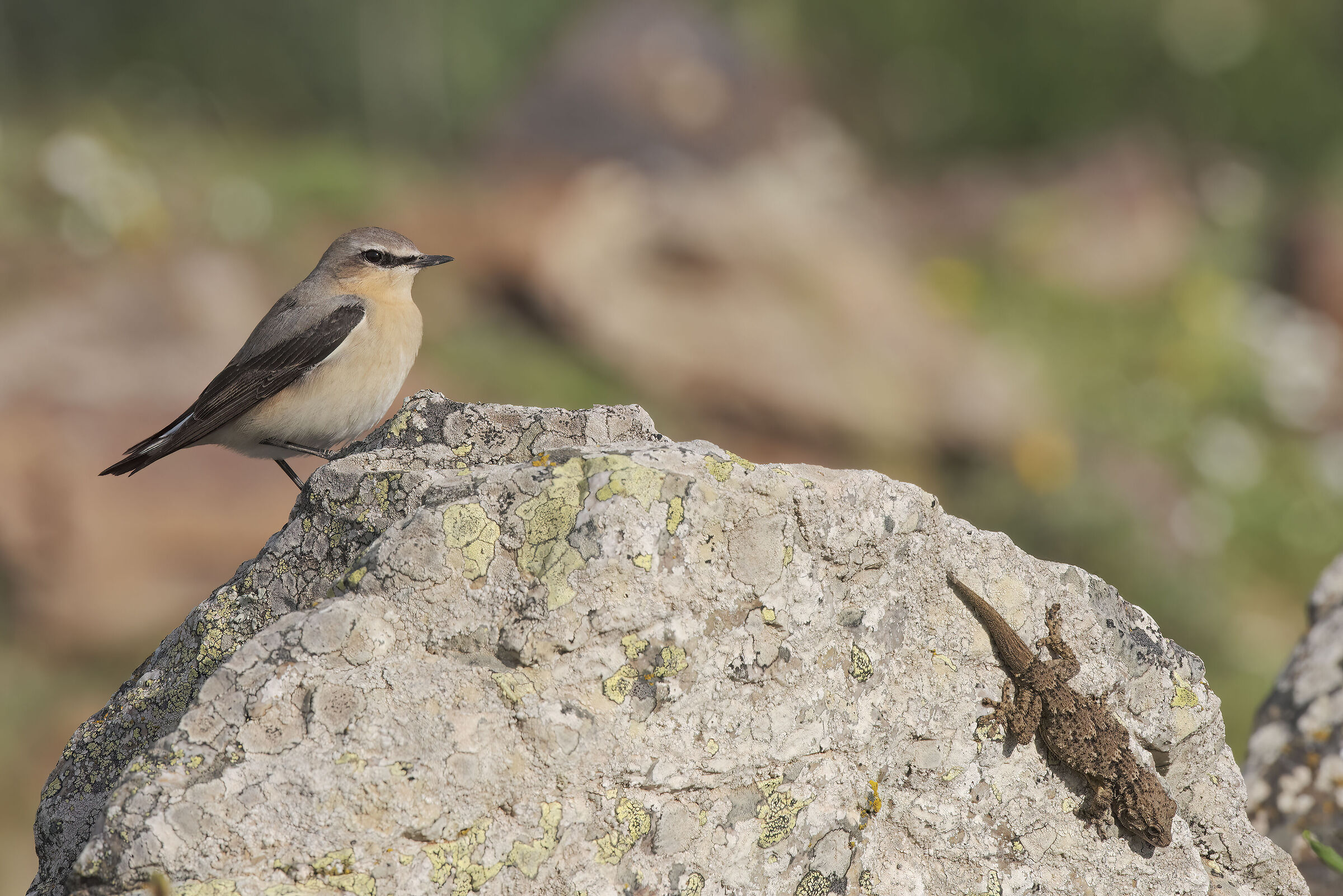 il culbianco ed il geco