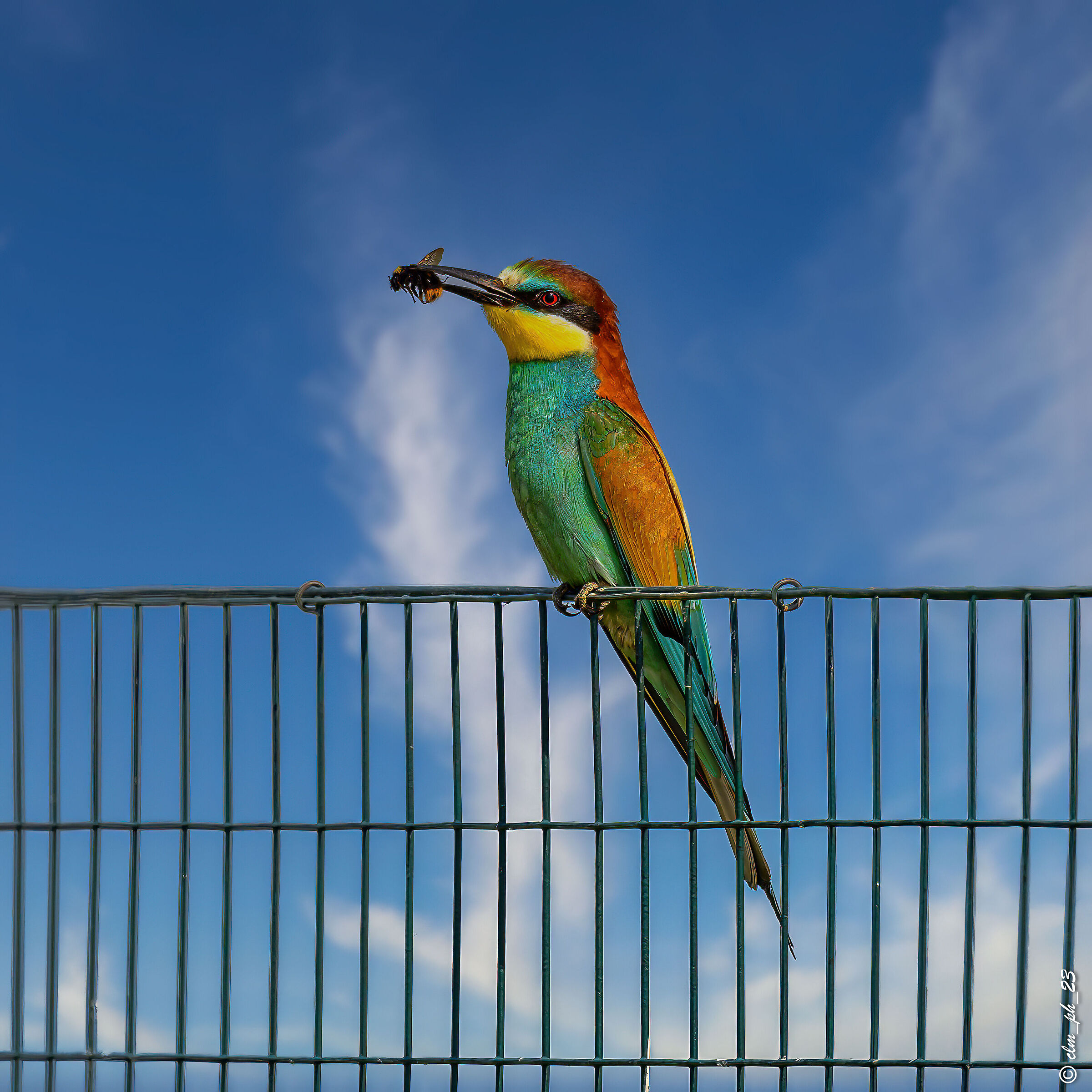 Faule (cn) Gruccioni.  Bee-eaters