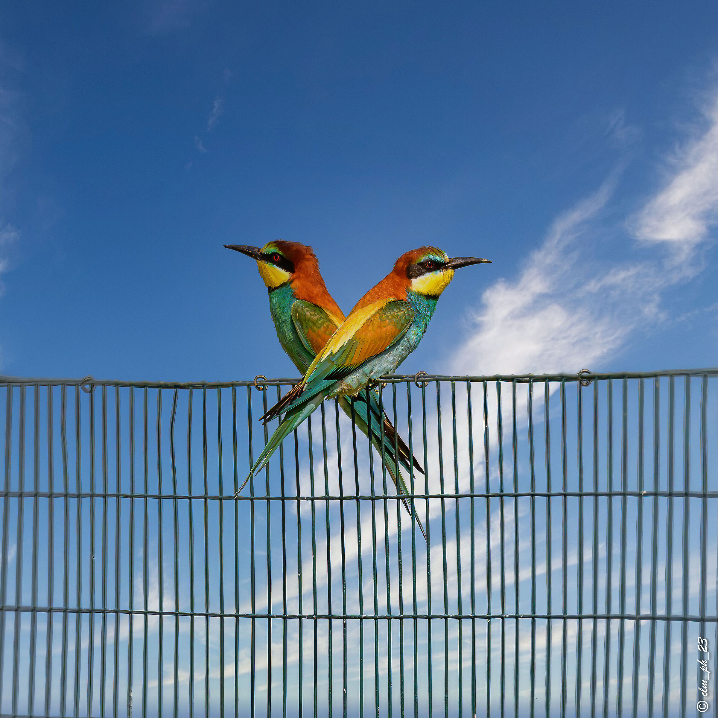 Faule (cn) Gruccioni.  Bee-eaters