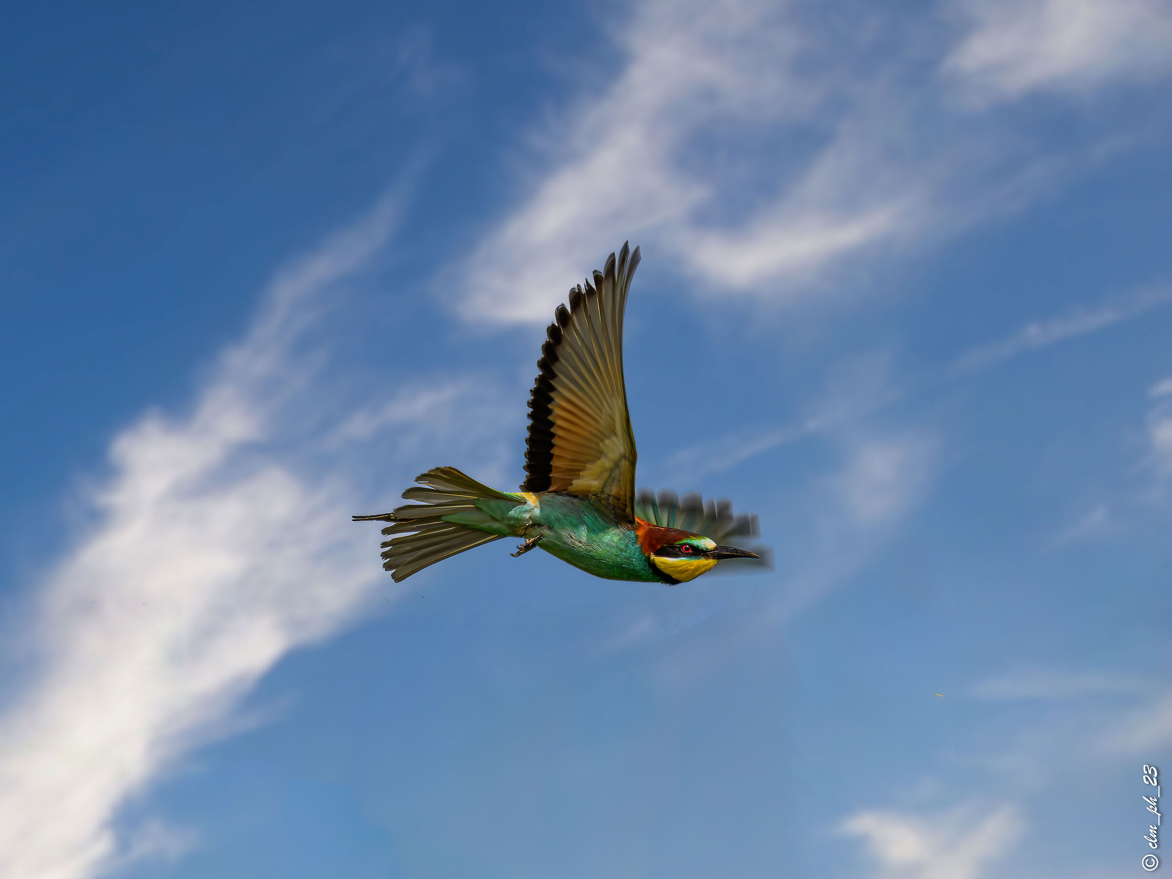 Faule (cn) Gruccioni.  Bee-eaters