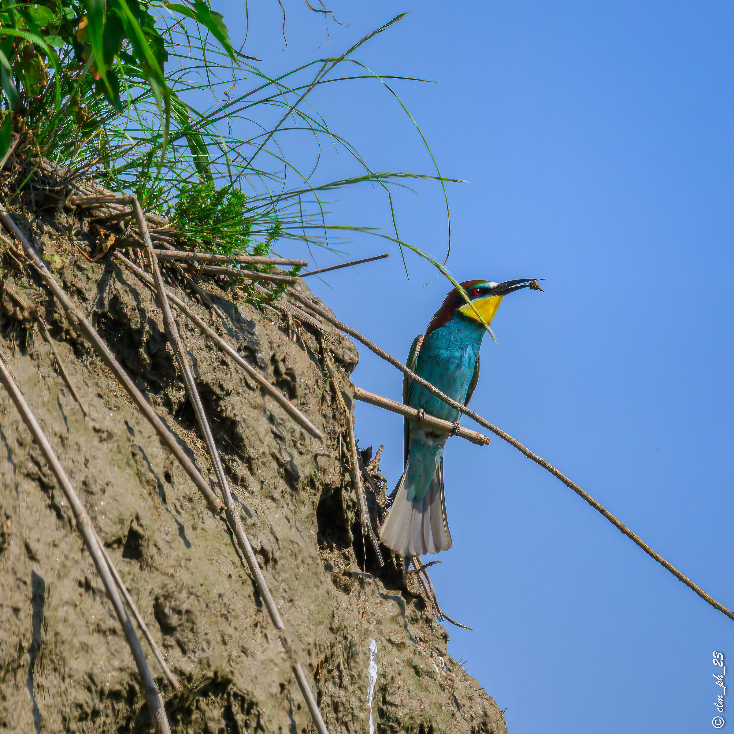 Faule (cn) Gruccioni.  Bee-eaters