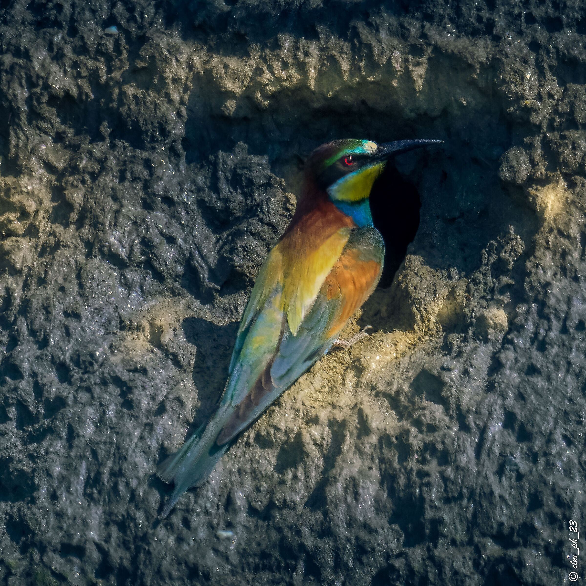 Faule (cn) Gruccioni.  Bee-eaters